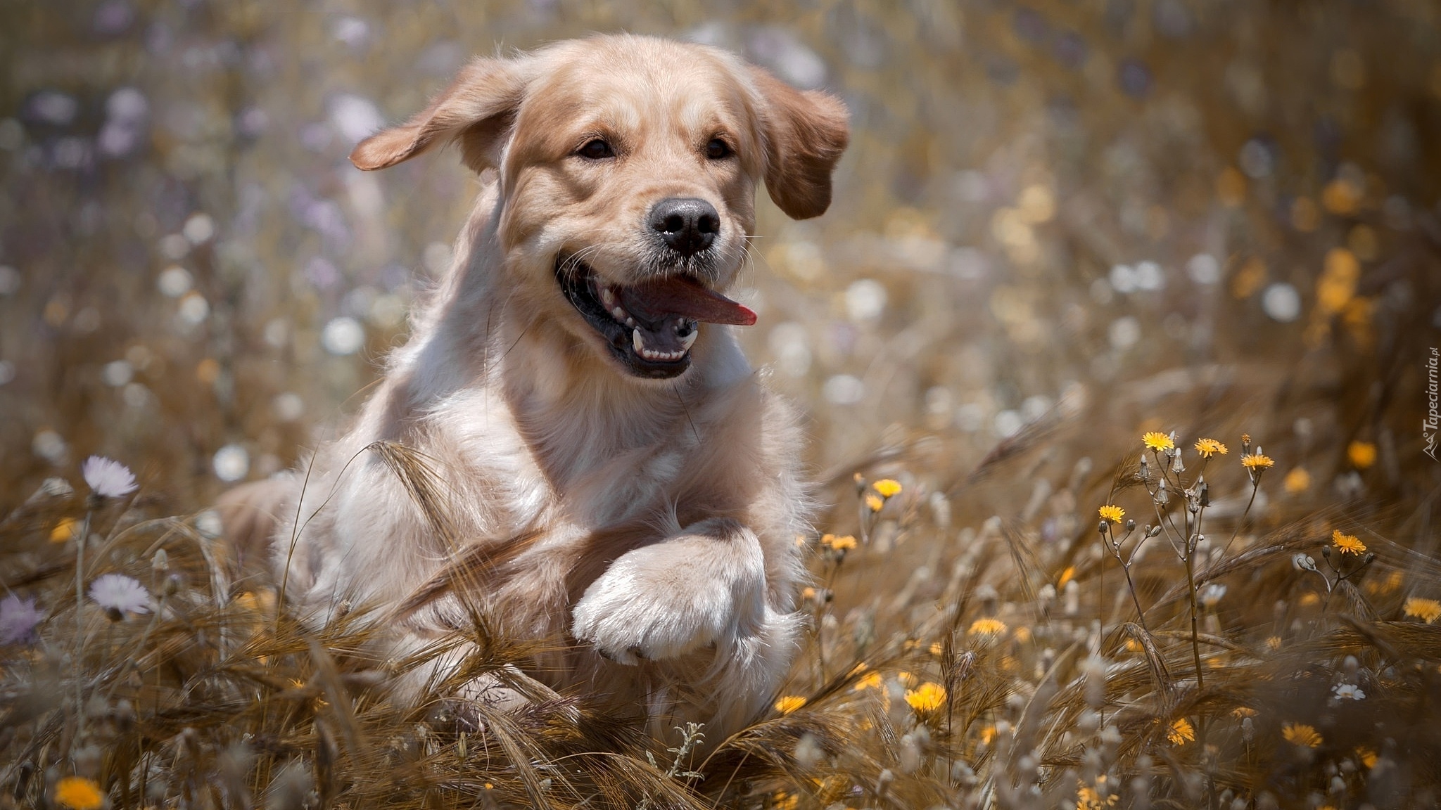 Szczeniak, Golden retriever, Łąka, Kwiaty