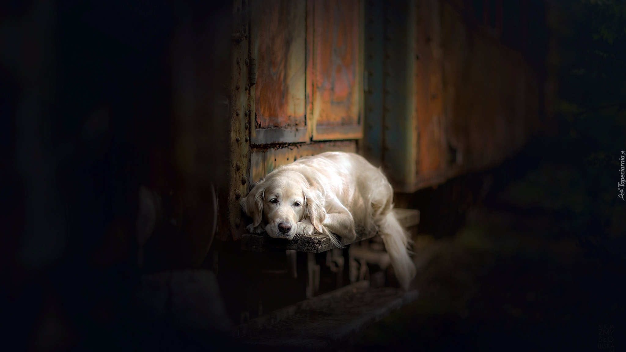 Pies, Golden retriever, Ławka