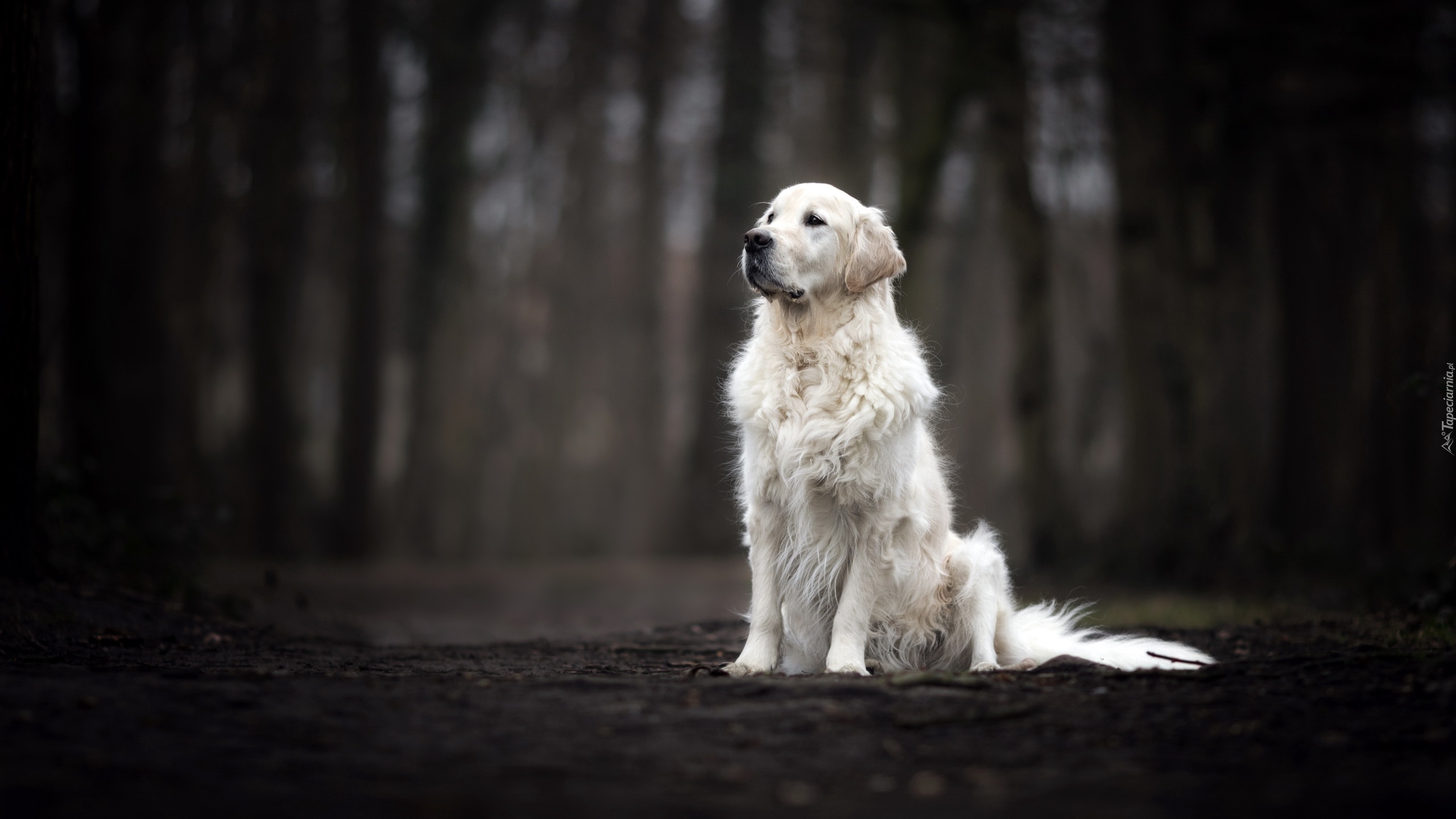 Pies, Golden retriever