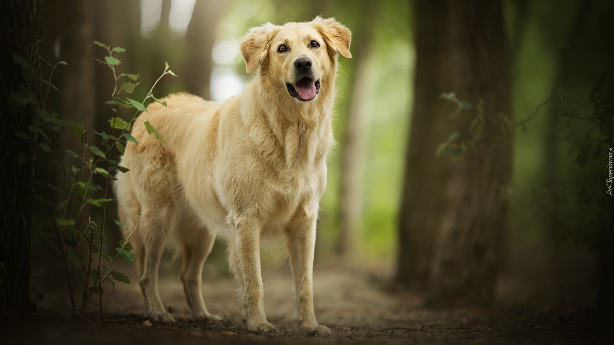 Pies, Golden retriever, Drzewa, Las