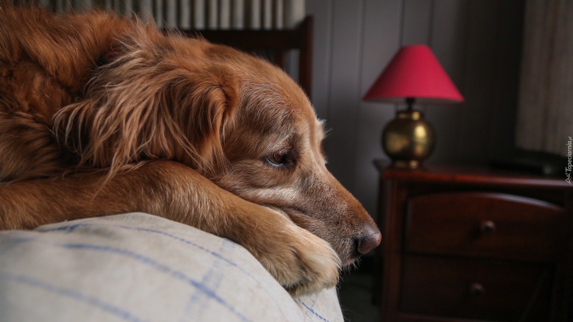 Leżący, Pies, Łóżko, Golden retriever