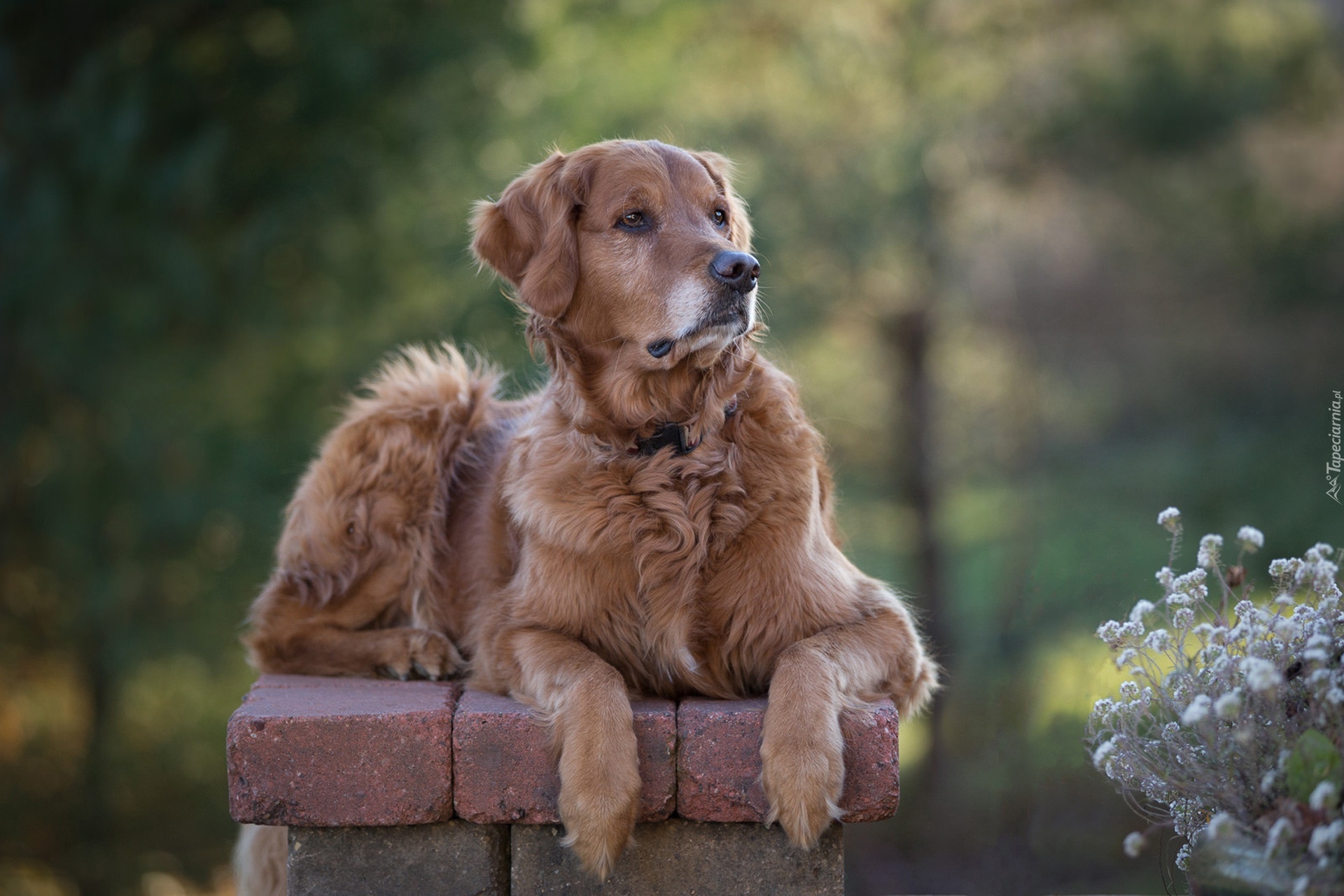 Golden retriever, Murek, Rośliny, Rozmyte tło