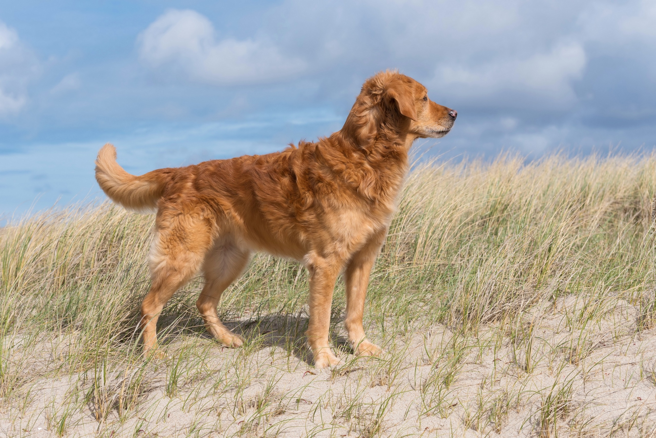 Pies, Golden retriever, Trawa