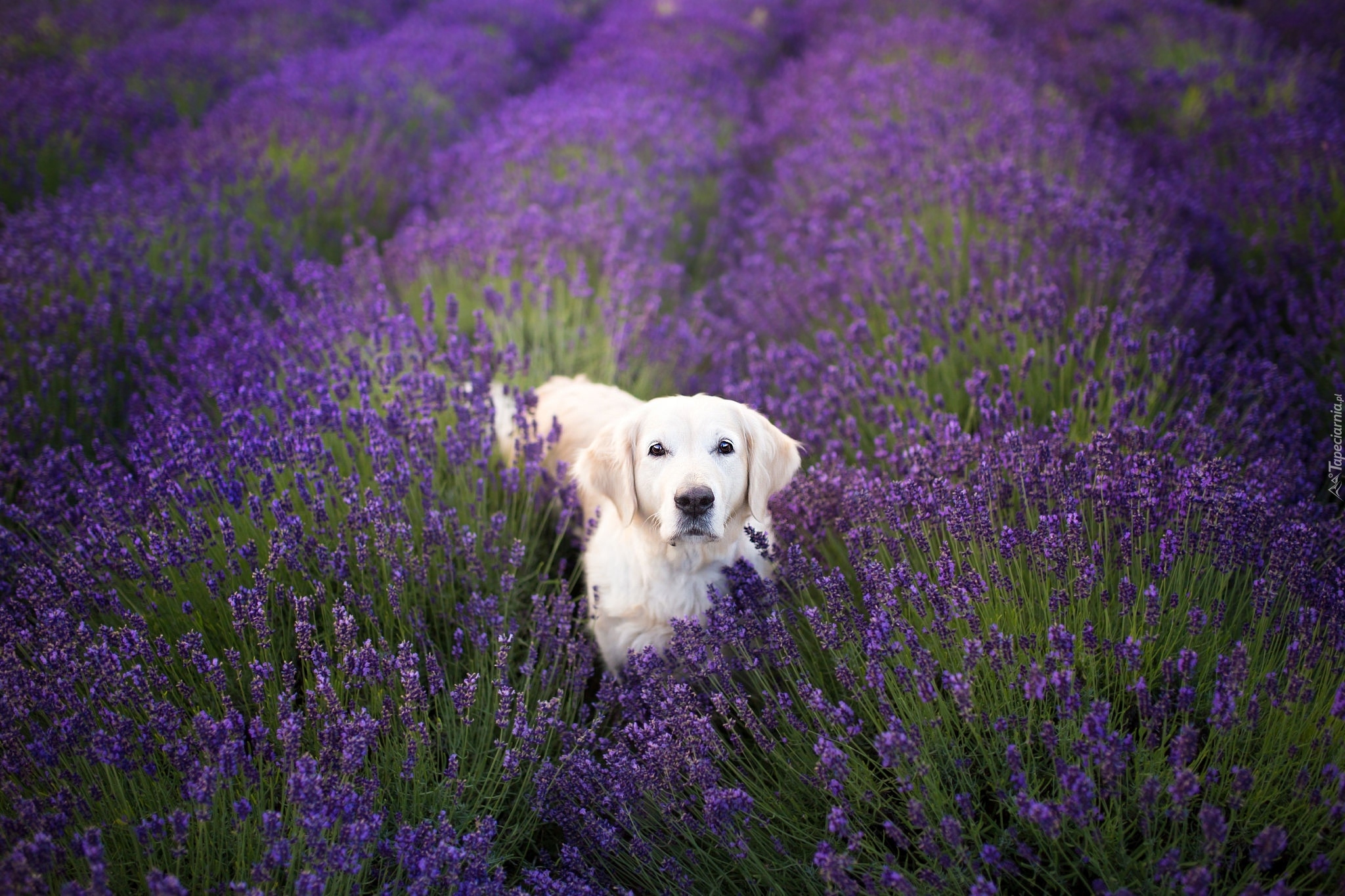 Pies, Golden retriever, Kwiaty, Lawenda