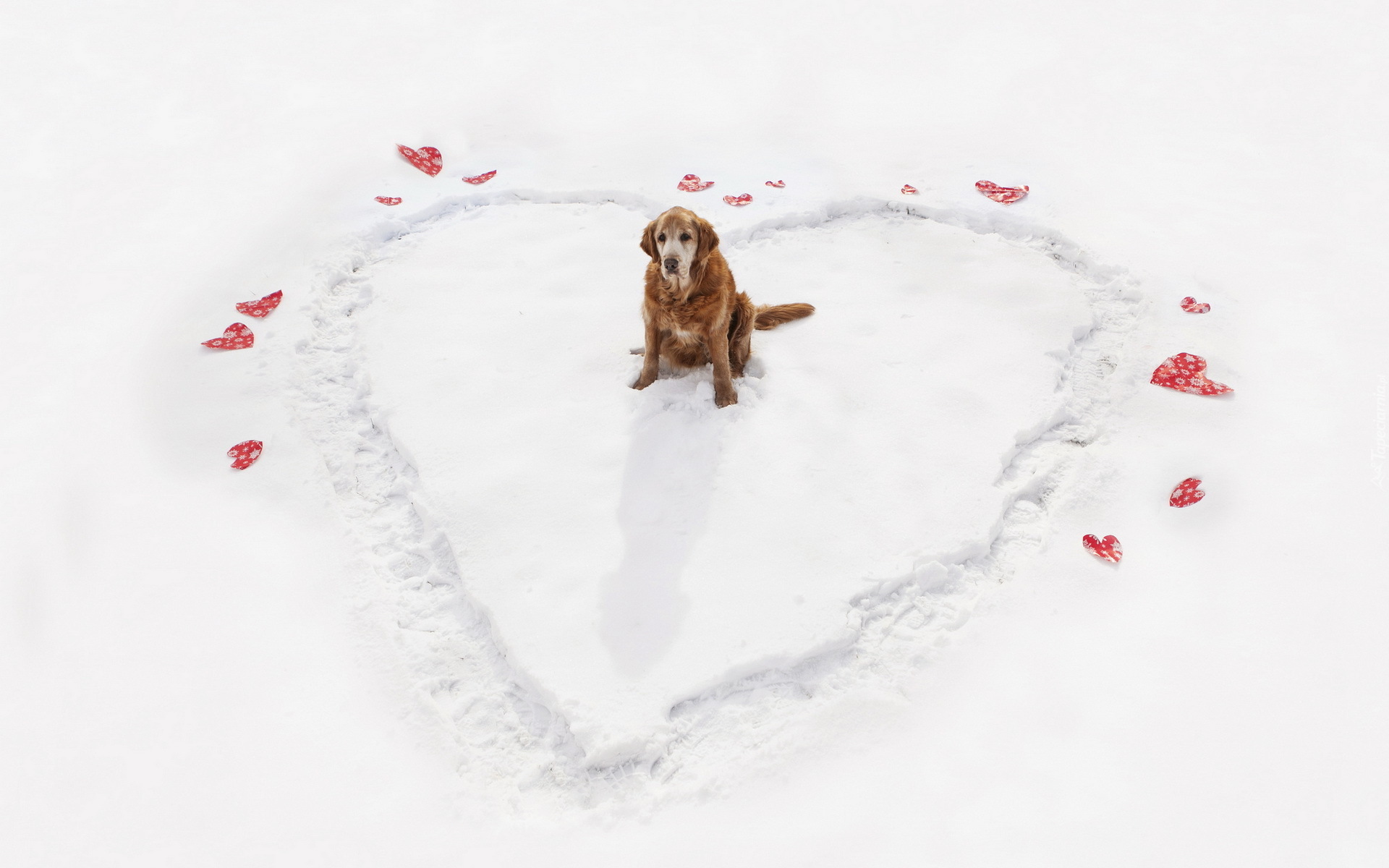 Śnieg, Serce, Golden Retriever