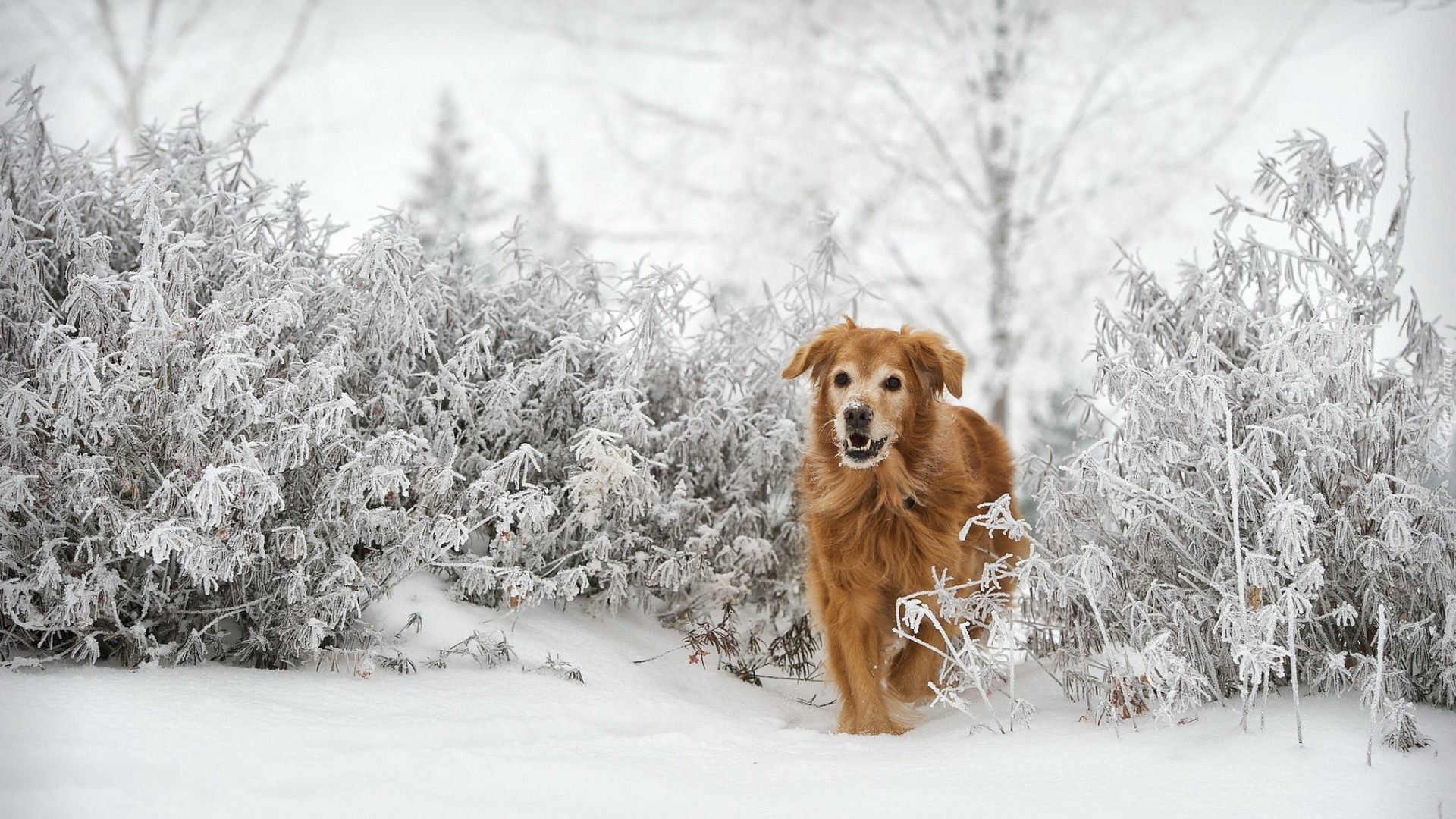 Golden retriever, Zima, Szron, Krzewy