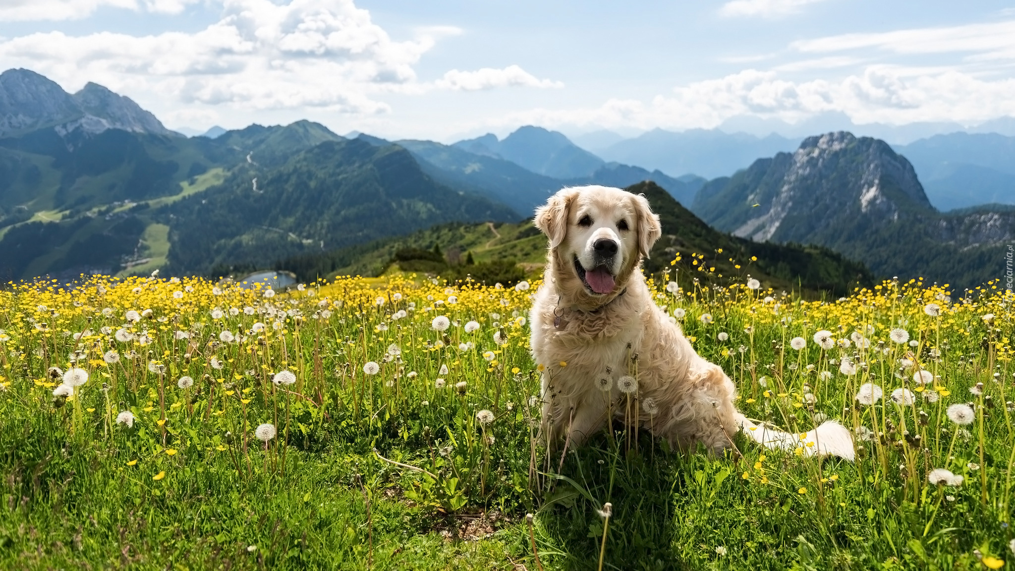 Pies, Golden retriever, Łąka, Kwiaty, Dmuchawce, Góry