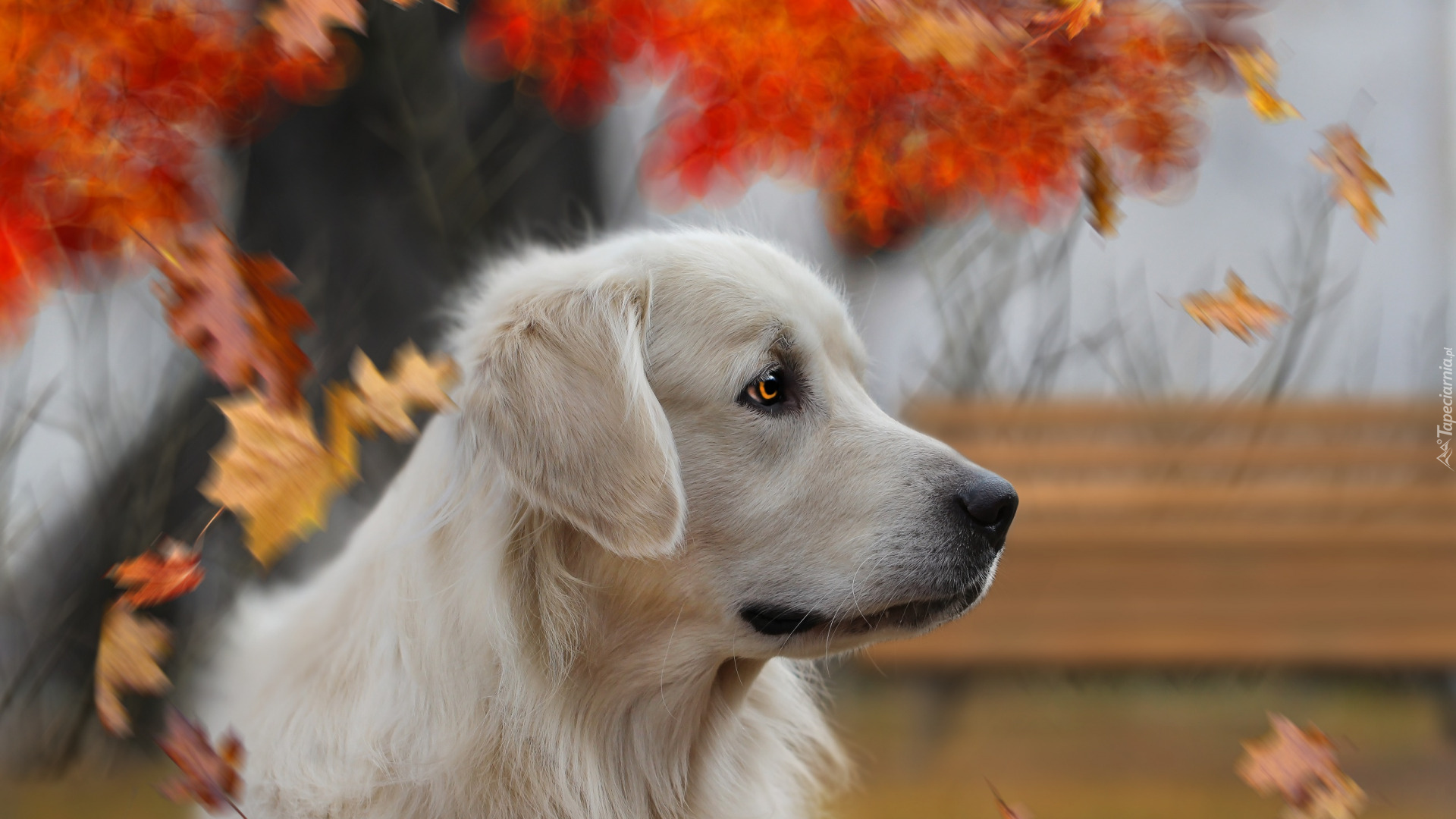 Pies, Golden retriever, Liście