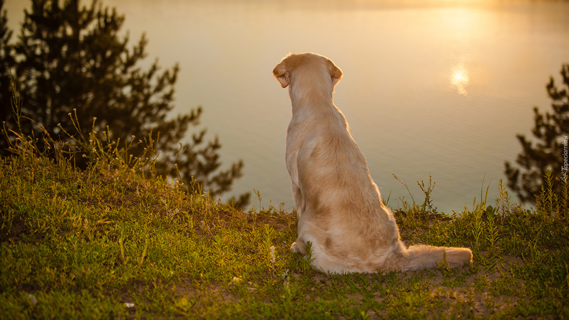 Siedzący, Pies, Golden retriever, Jezioro