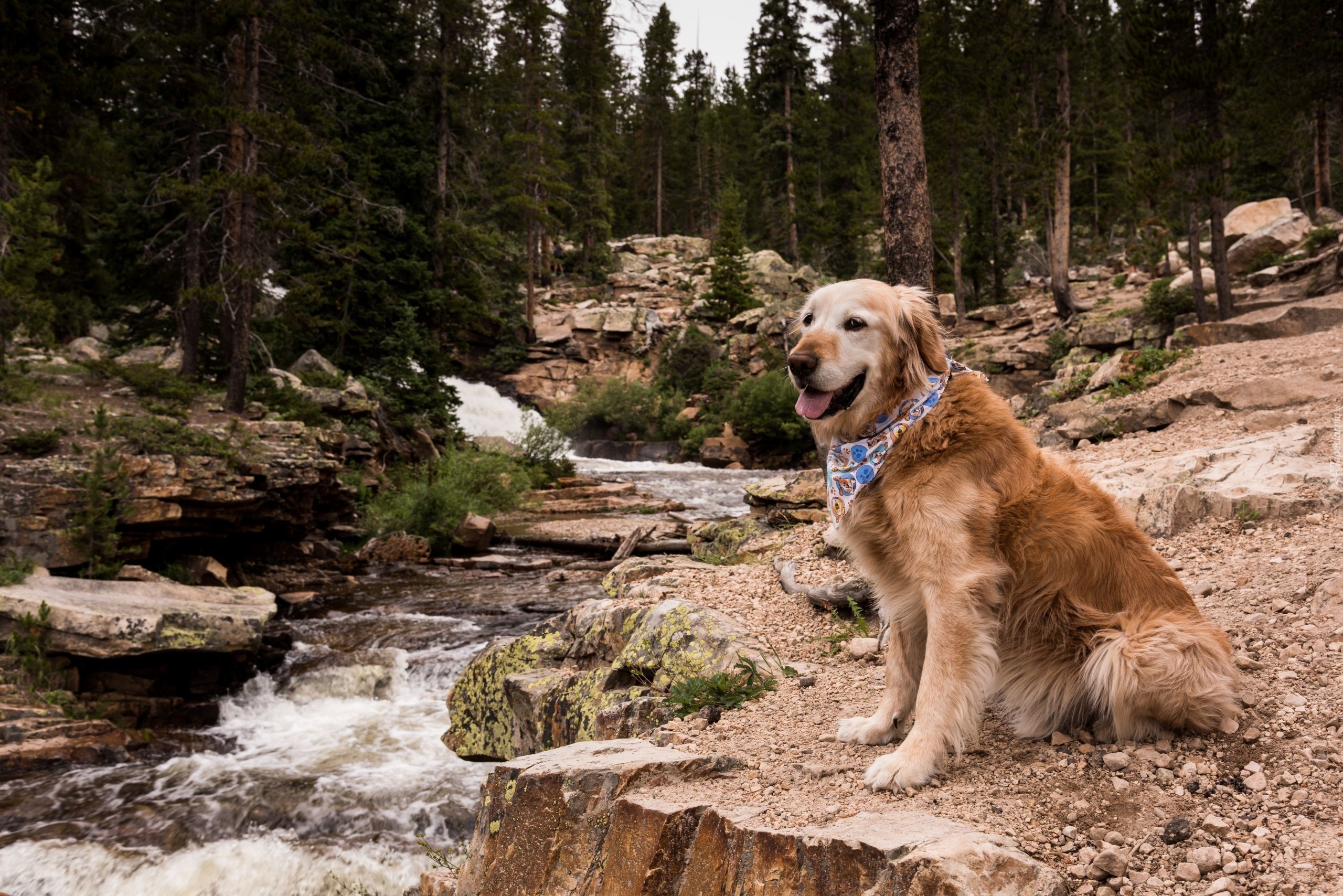 Pies, Golden retriever, Rzeka, Kamienie, Las, Drzewa