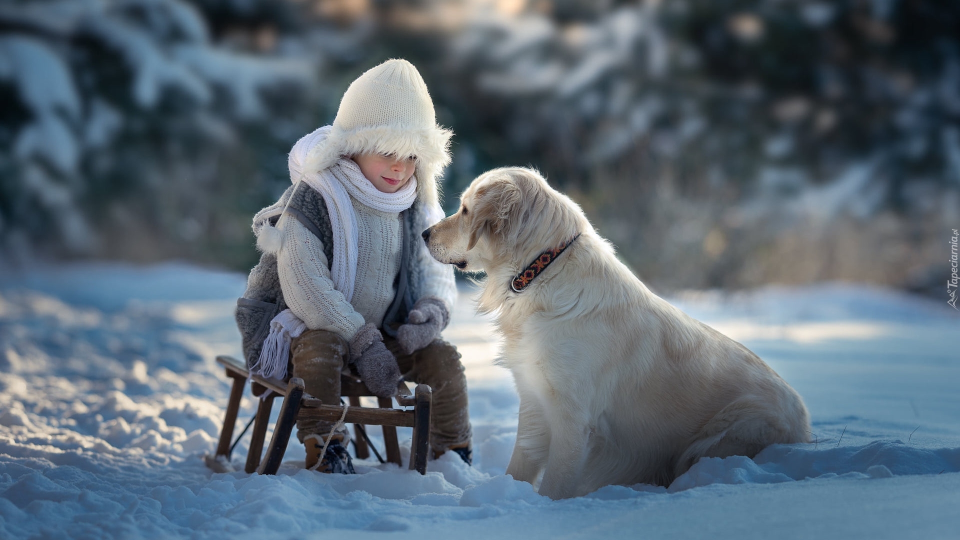 Chłopiec, Zima, Sanki, Pies, Golden retriever, Śnieg