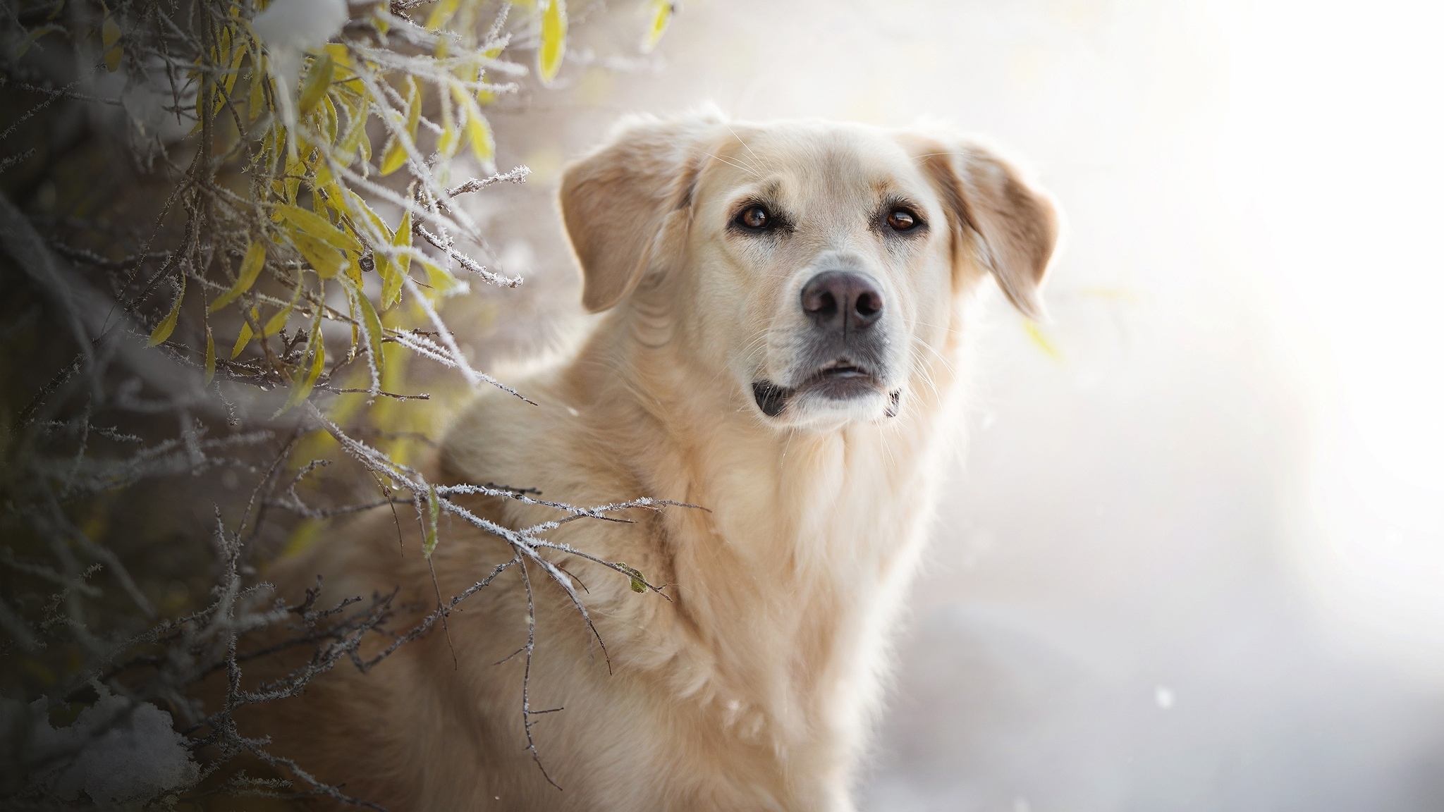 Pies, Golden retriever, Mordka, Gałązki, Listki, Szron