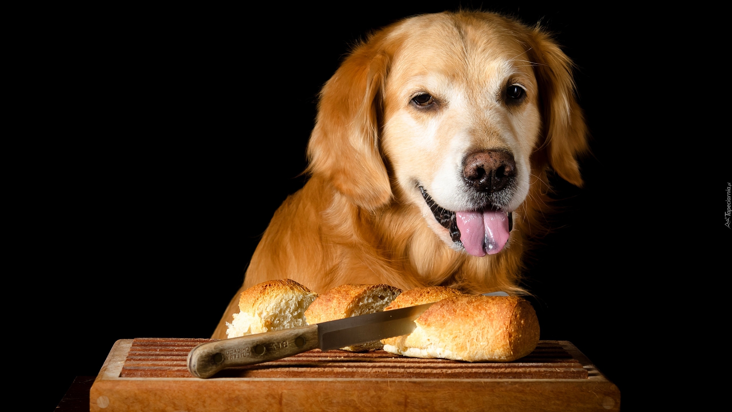 Golden retriever, Mordka, Język, Pieczywo, Nóż, Deska, Ciemne tło