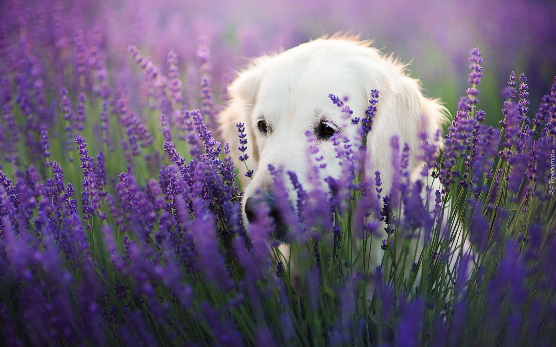 Golden retriever,  Lawenda wąskolistna