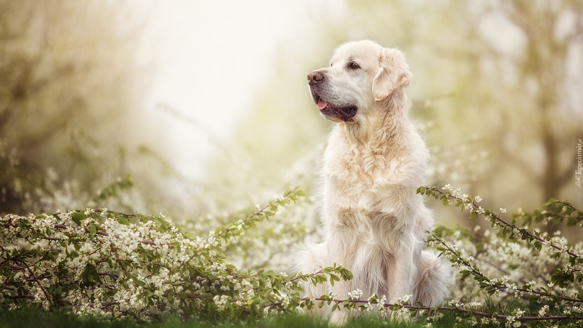 Pies, Golden retriever, Gałązki, Kwiaty