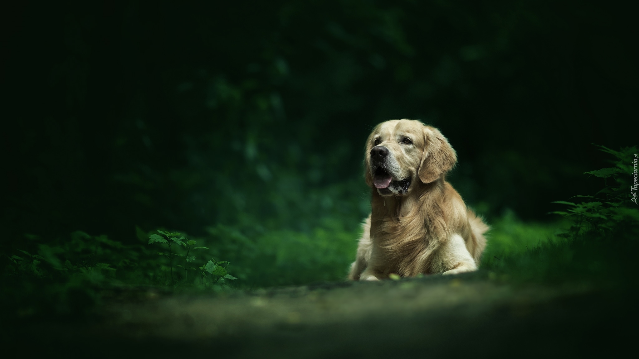 Pies, Golden retriever, Rośliny, Rozmyte, Tło