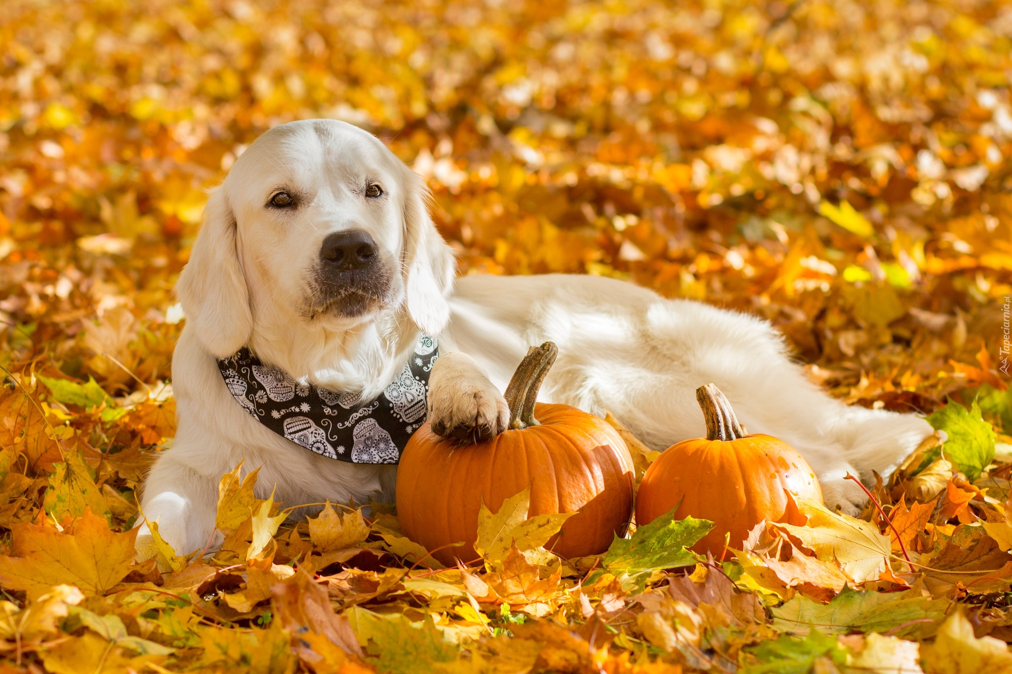 Pies, Golden retriever, Dynie, Liście