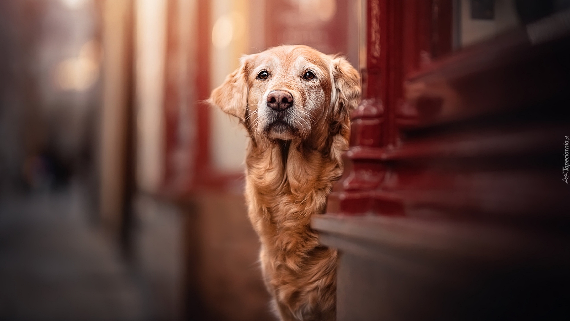 Pies, Golden retriever, Ściana