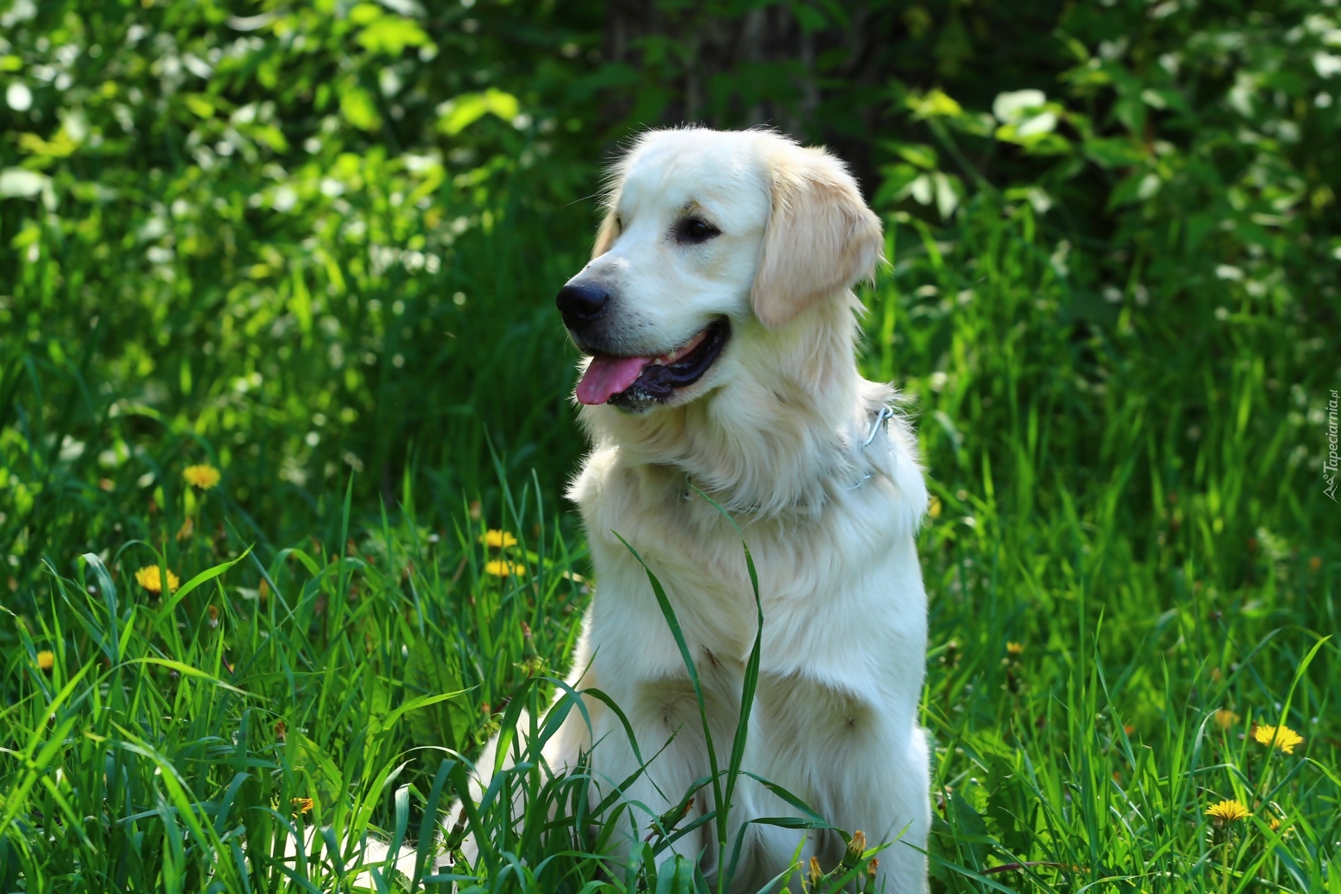 Golden retriever, Język, Trawa