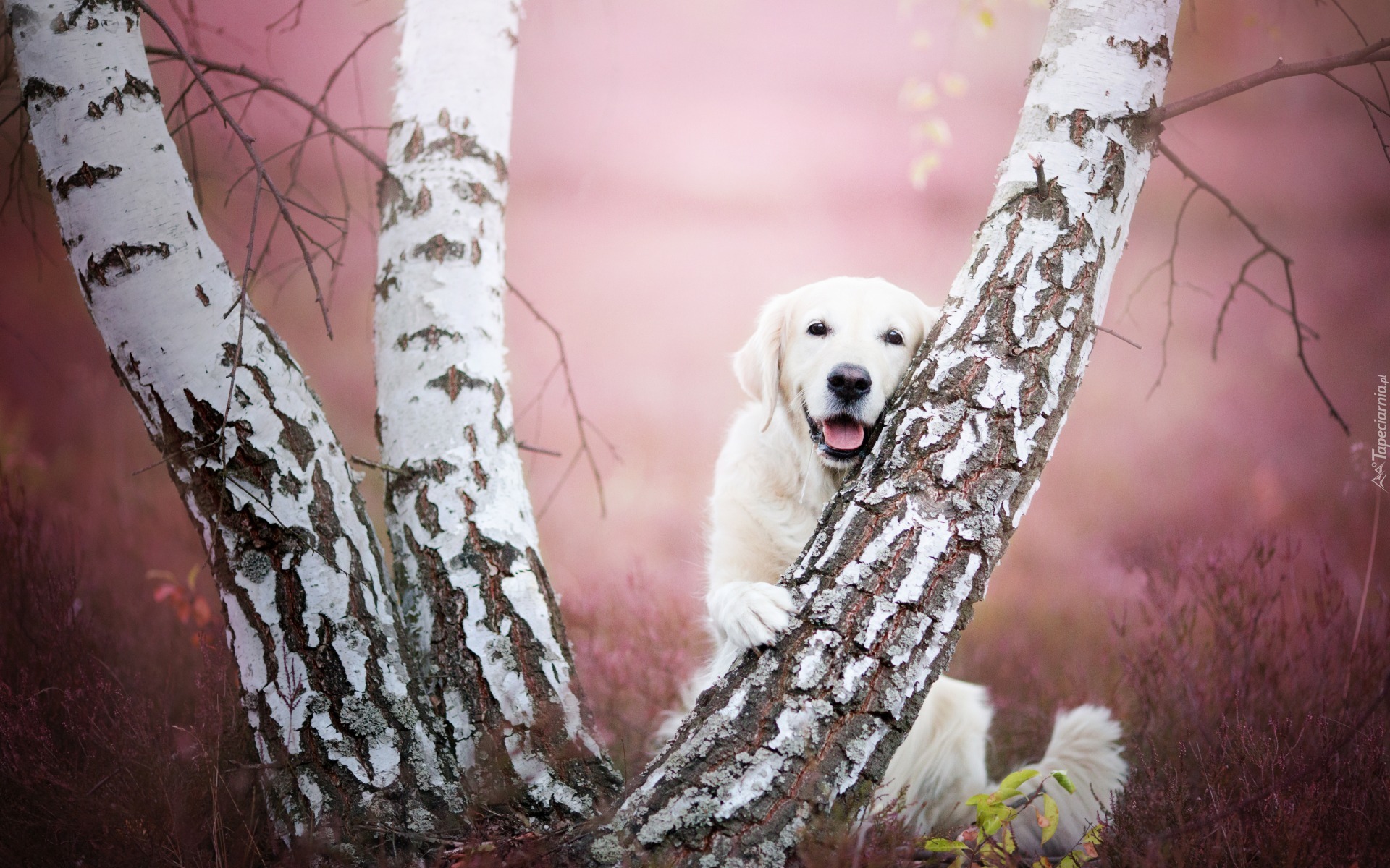 Brzoza, Golden retriever
