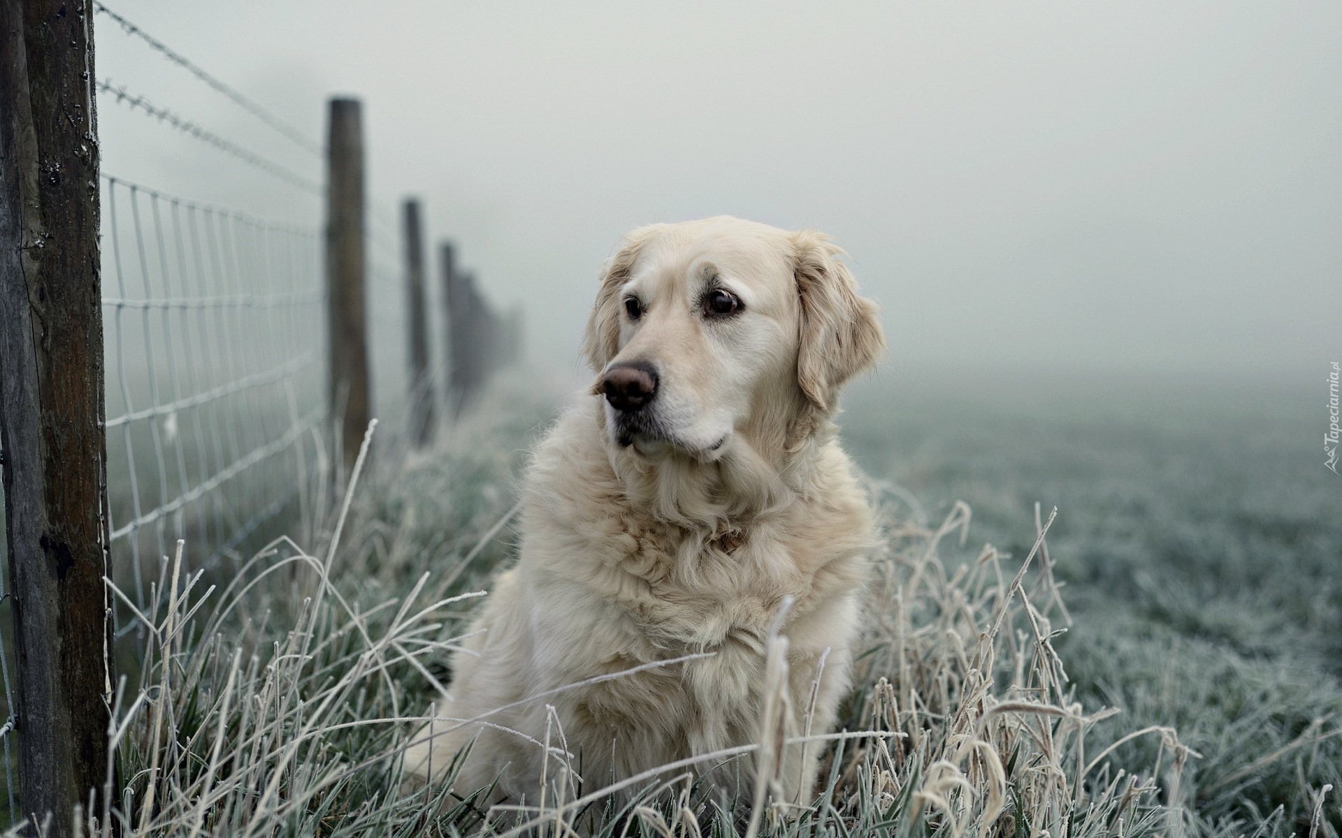 Golden retriever, Płot, Oszroniona, Trawa