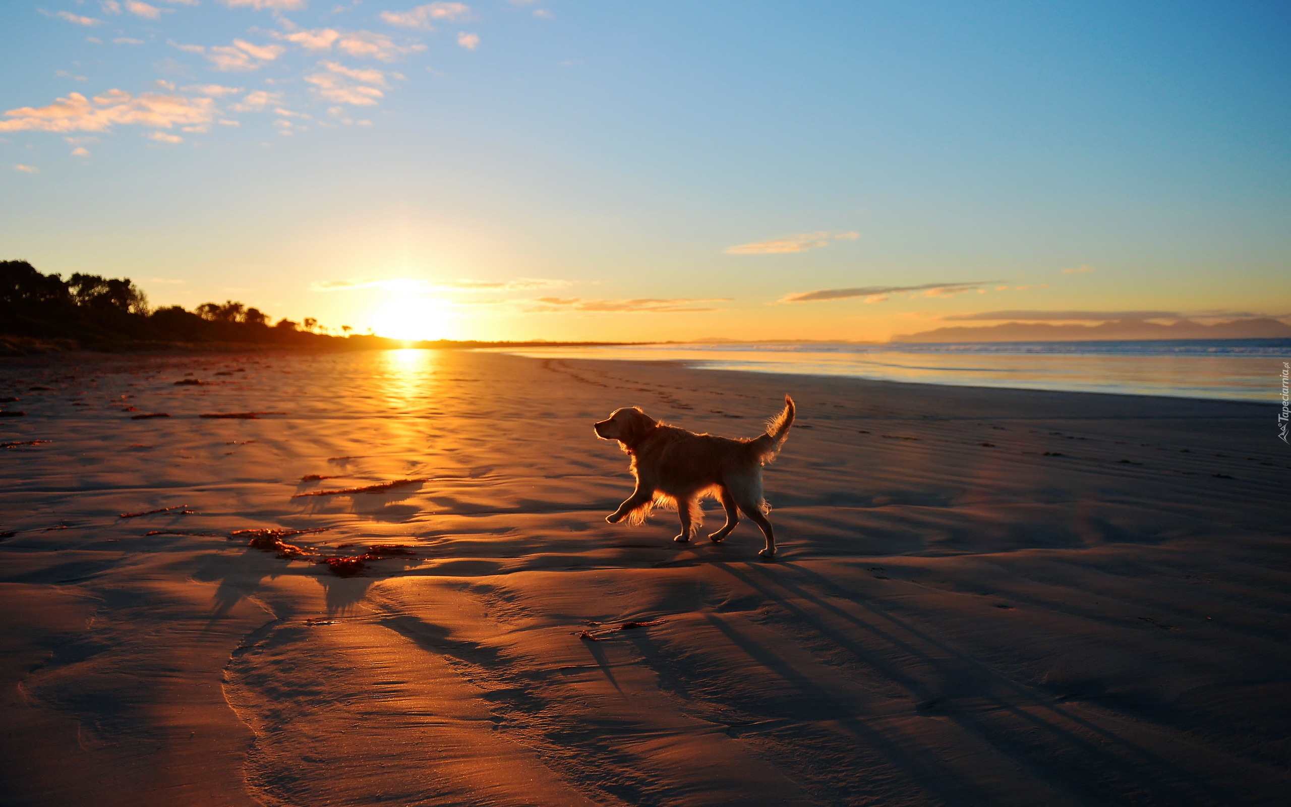 Plaża, Wschód Słońca, Golden Retriever