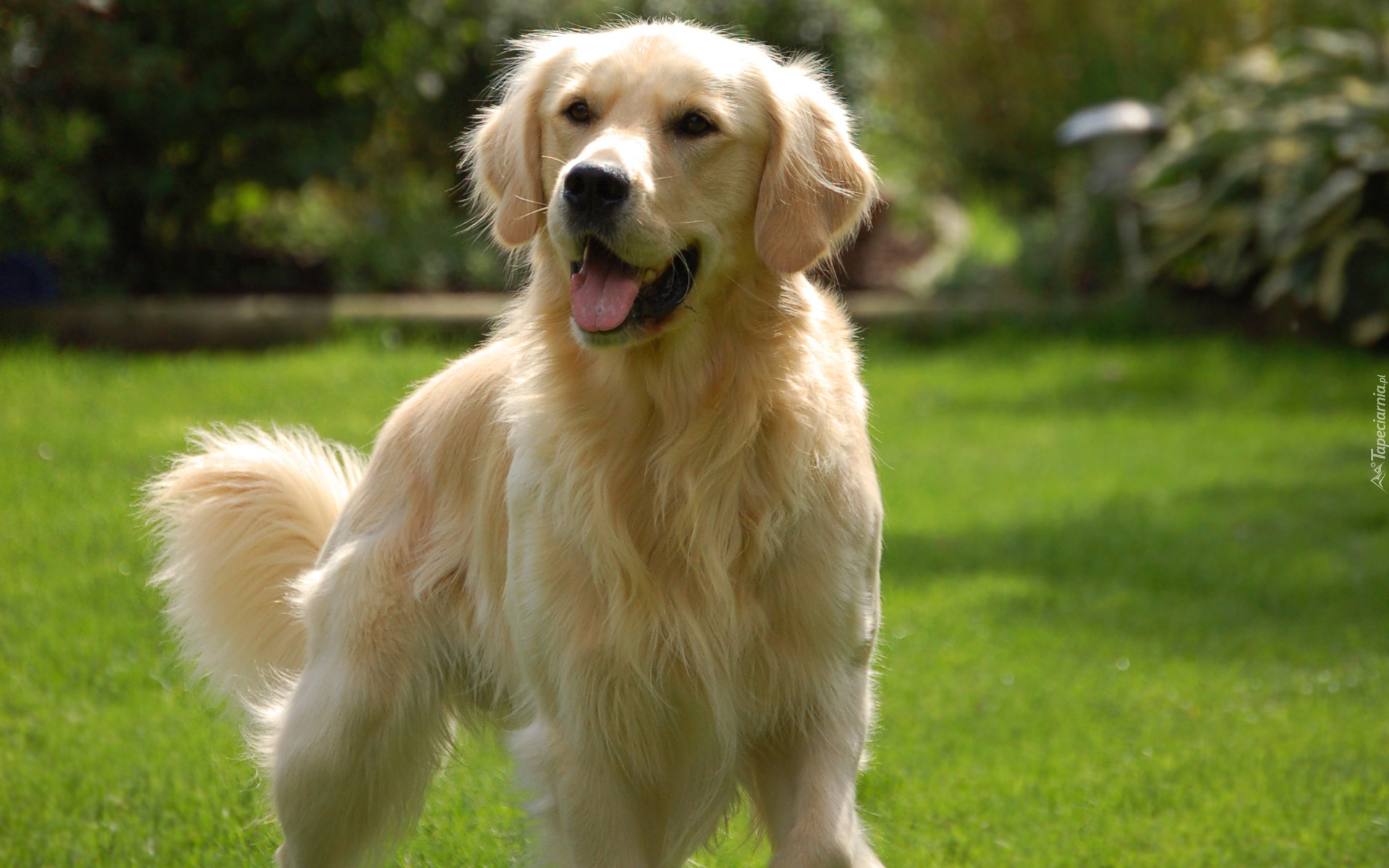 Golden retriever, Trawnik