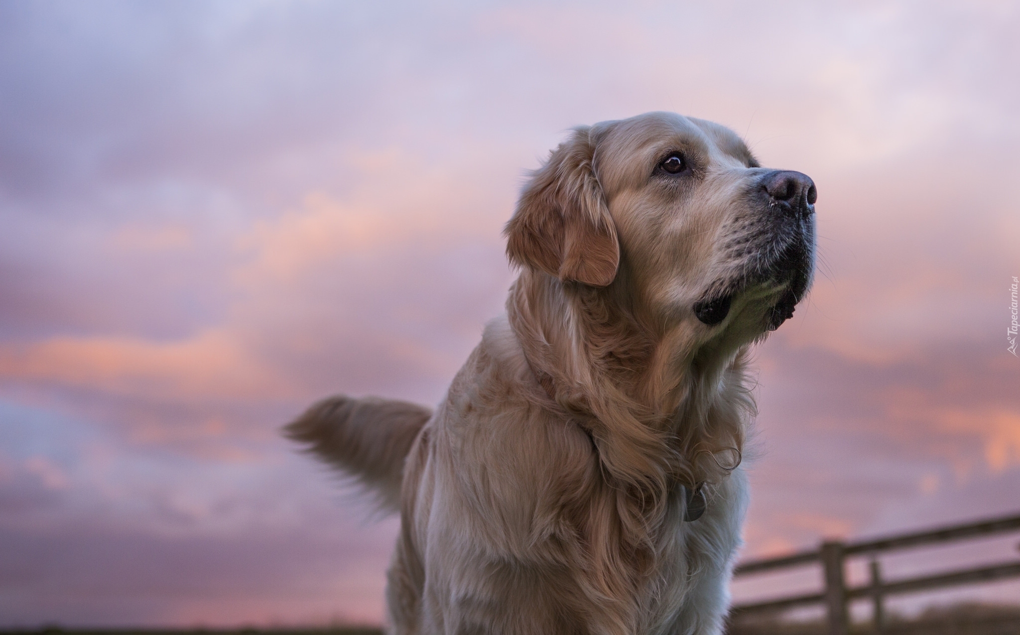 Golden Retriever, Niebo