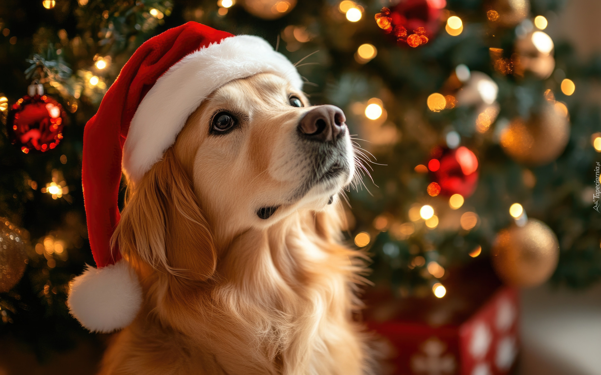 Pies, Golden retriever, Czapka, Świętego, Mikołaja, Grafika AI