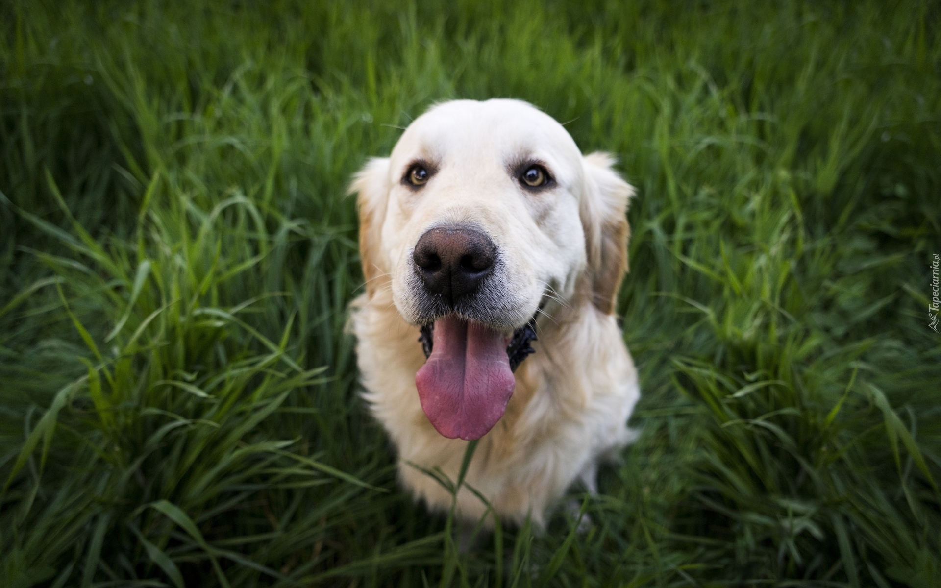 Golden Retriever, Pies, Trawa