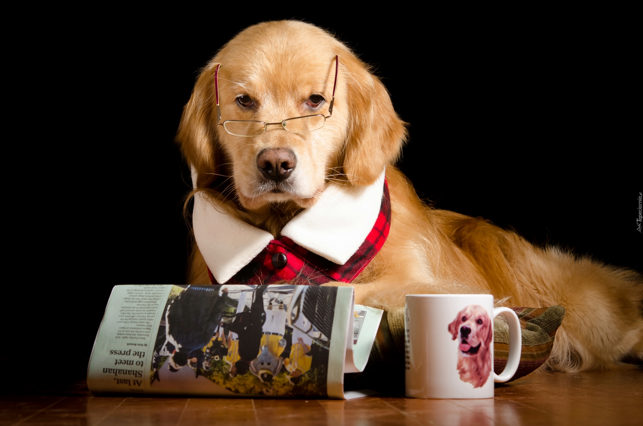 Golden Retriever, Okulary, Gazeta, Kubek, Śmieszne