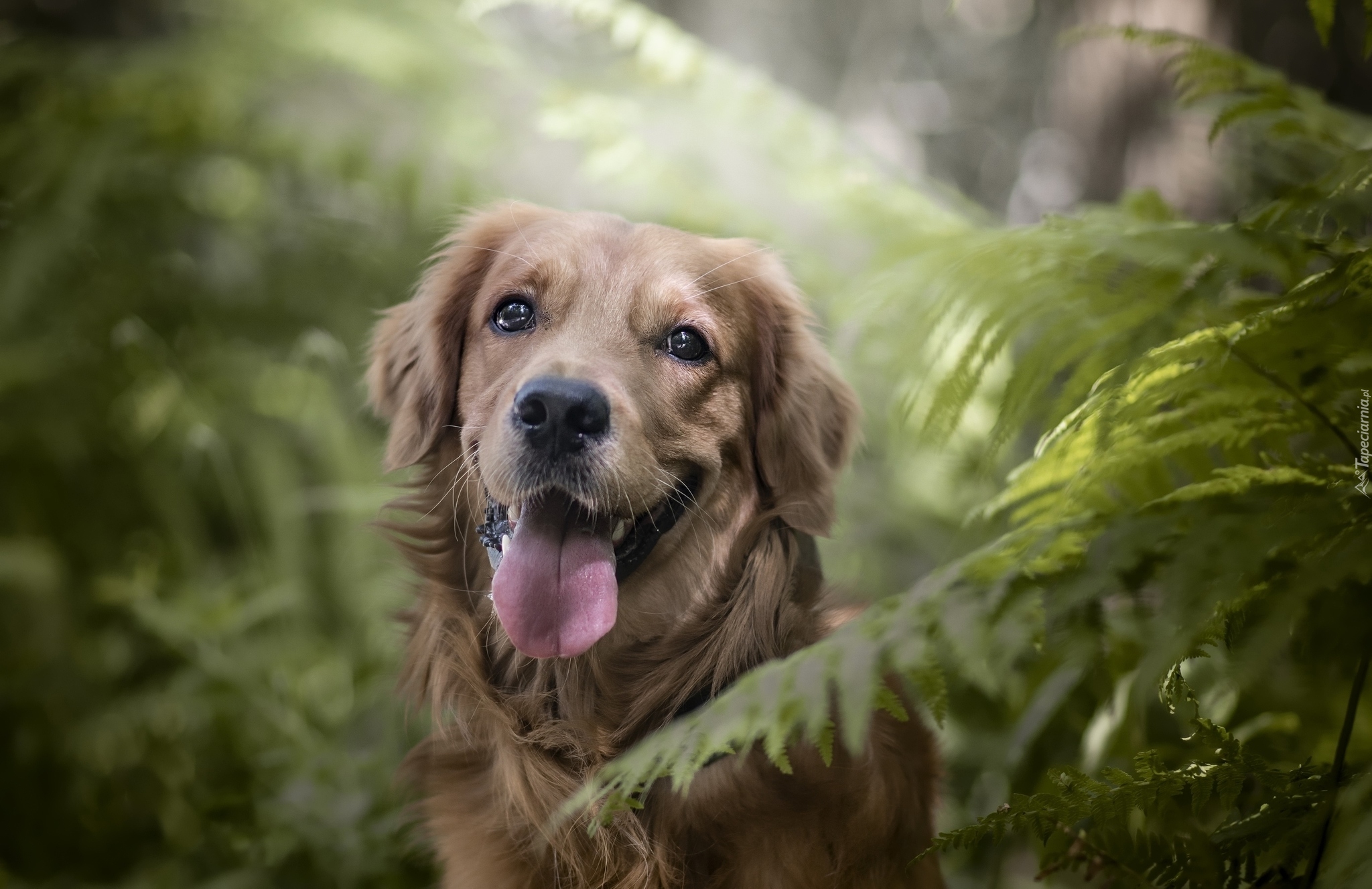 Pies, Golden Retriever, Paprocie