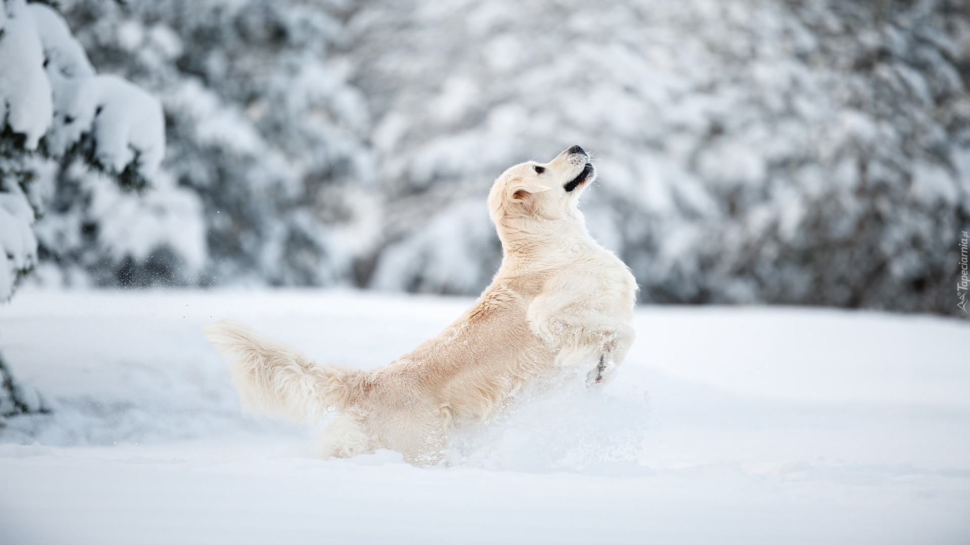 Golden retriever, Śnieg