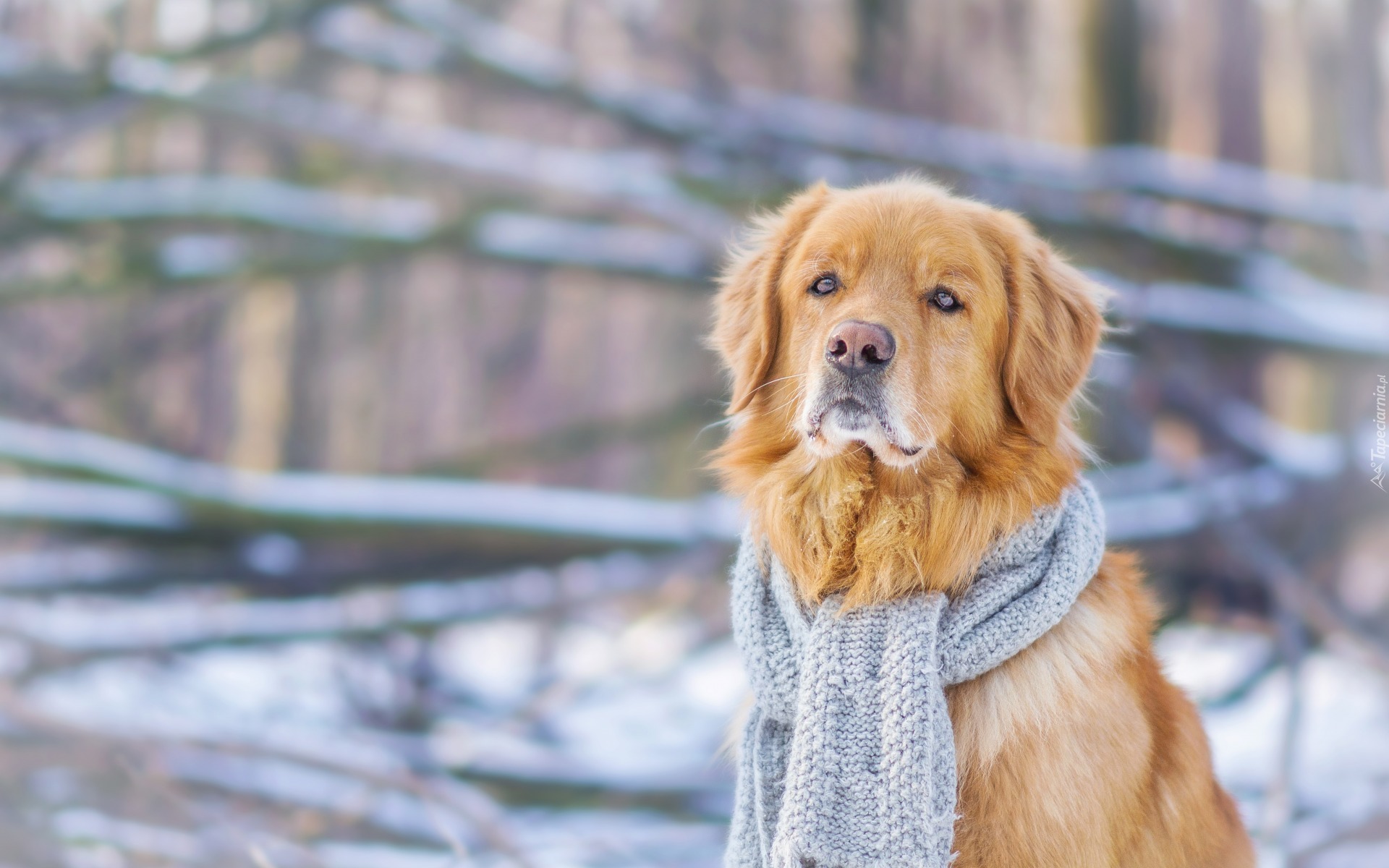 Golden Retriever, Szalik