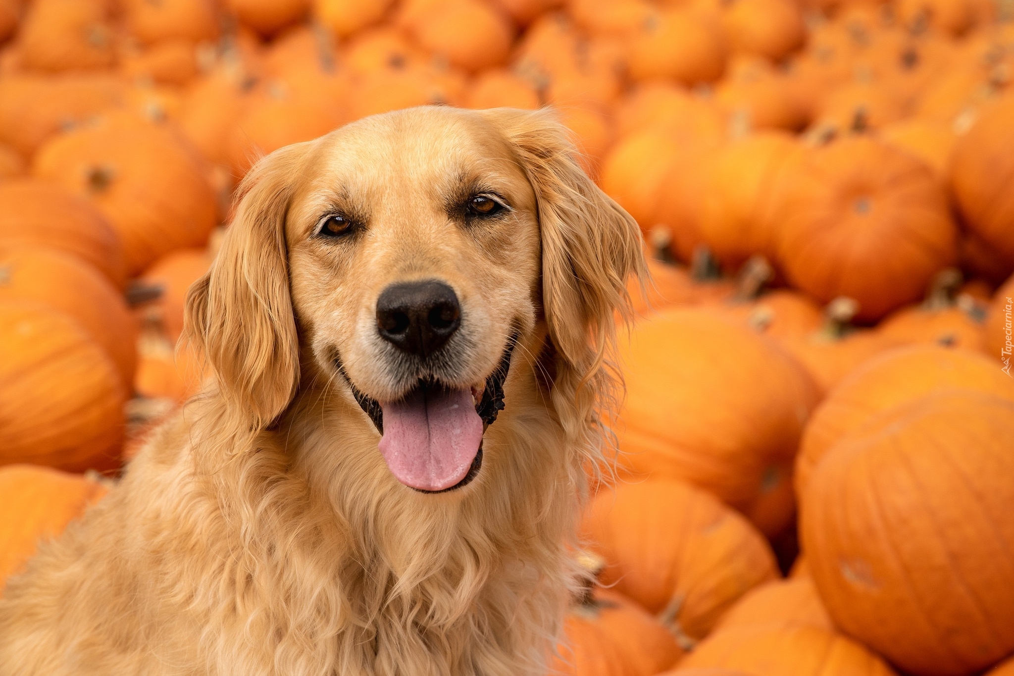 Pies, Golden retriever, Dynie