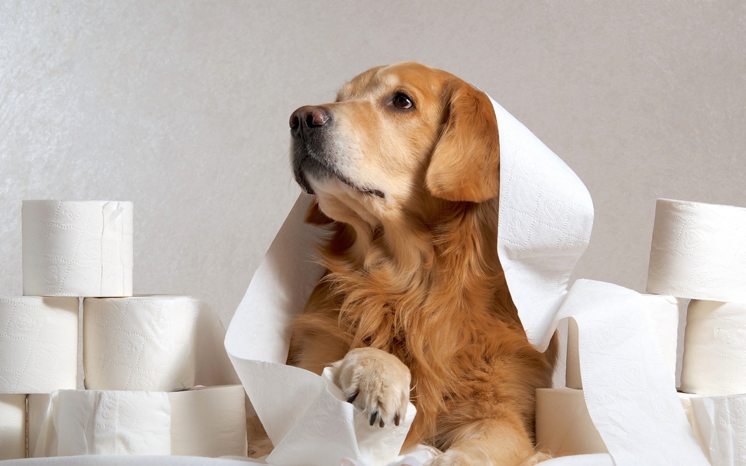 Golden retriever, Zabawa, Papier