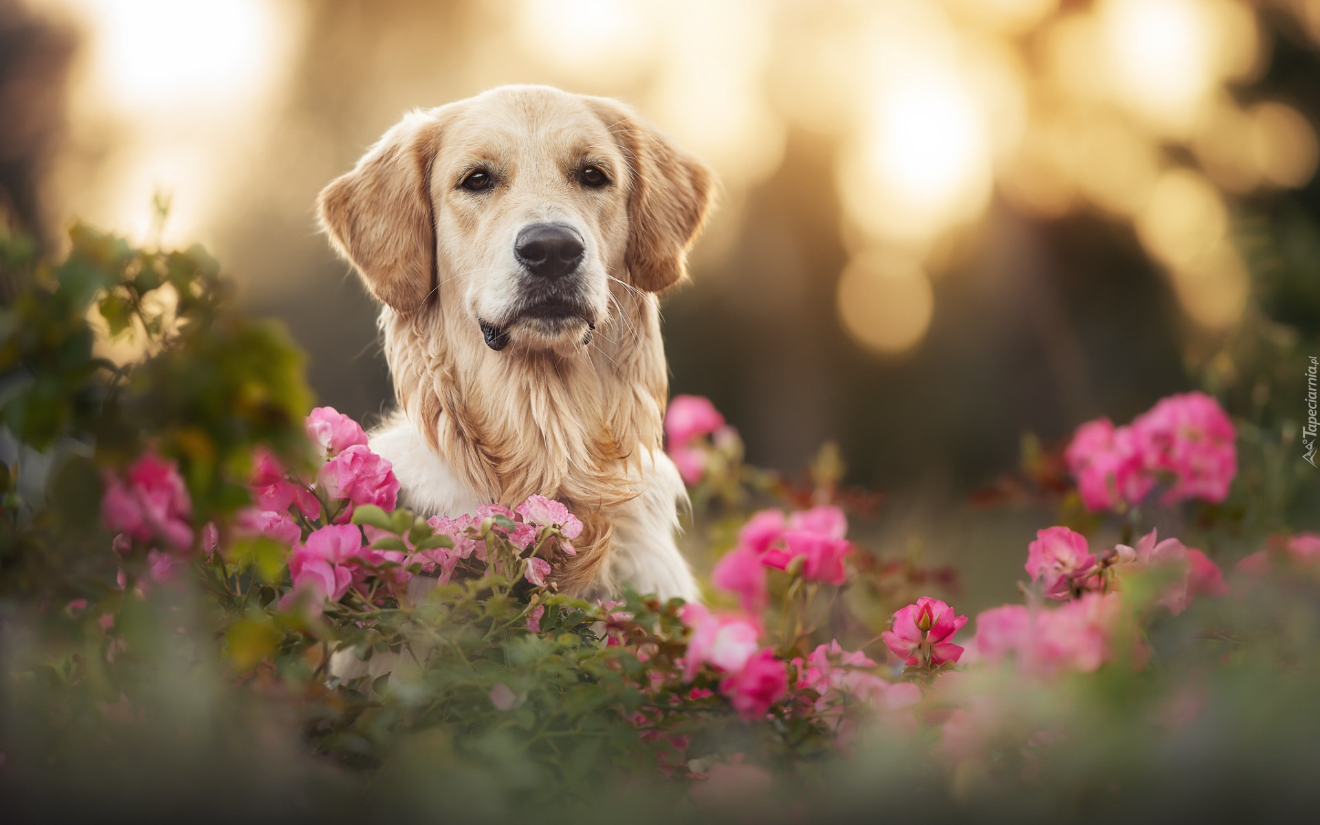 Pies, Golden retriever, Mordka, Kwiaty