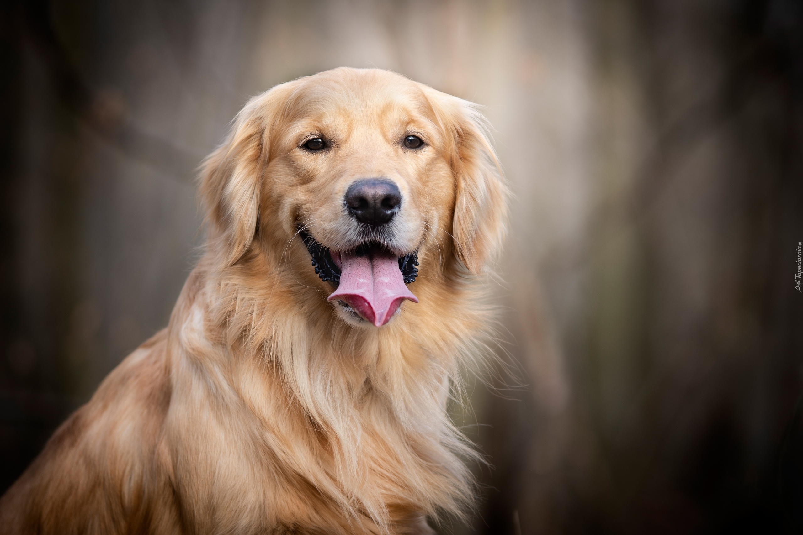 Pies, Golden retriever, Uśmiech, Jęzor