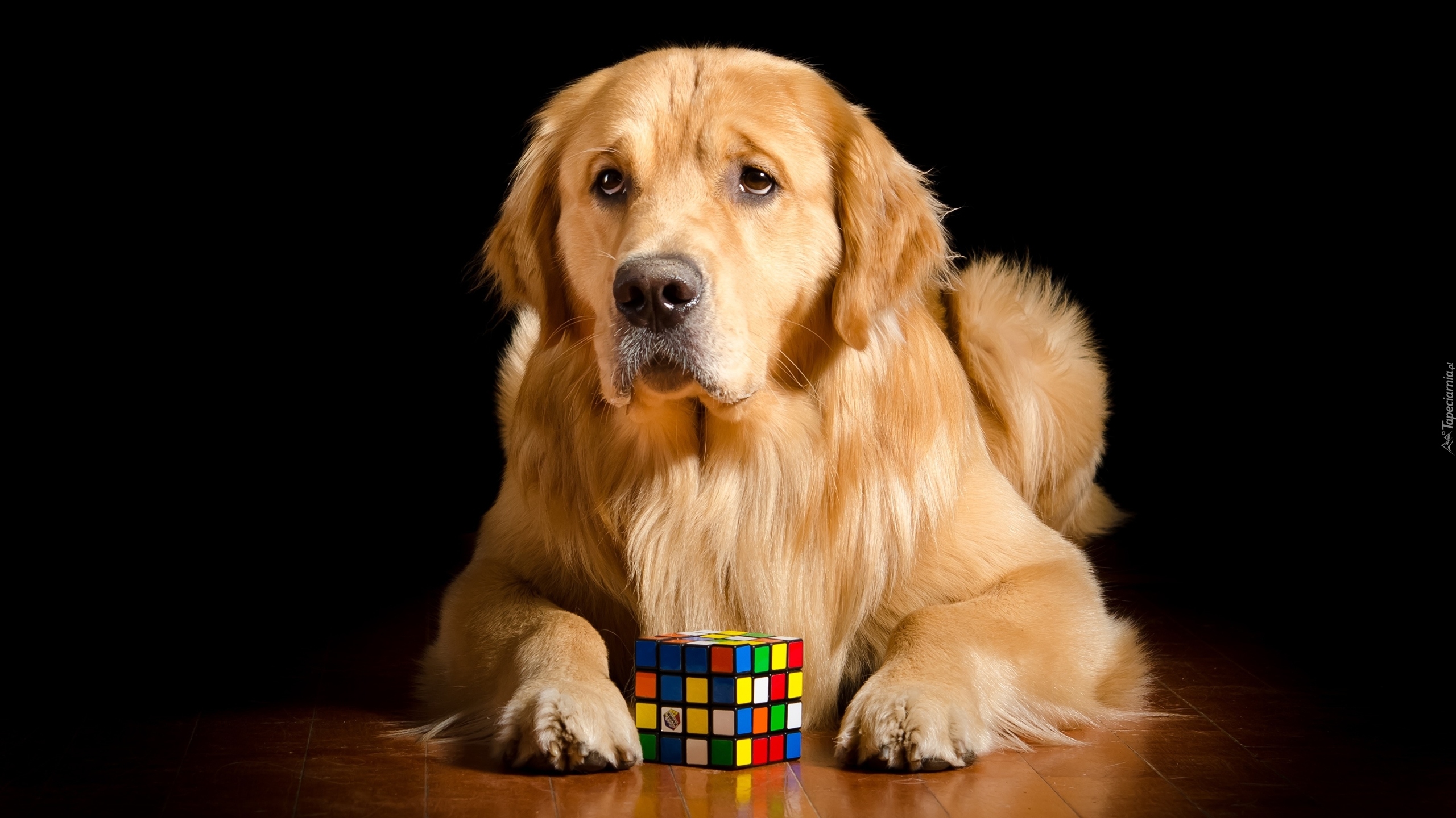 Golden retriever, Kostka Rubika, Ciemne, Tło