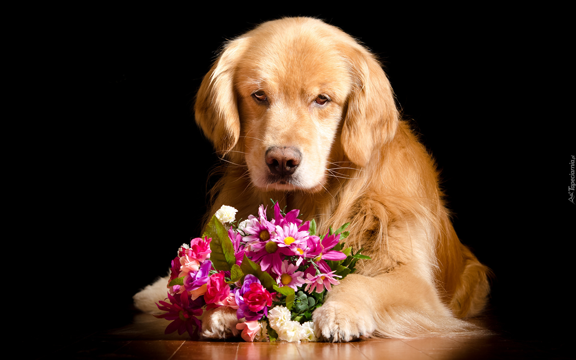 Pies, Golden retriever, Łapy, Bukiet, Kwiaty