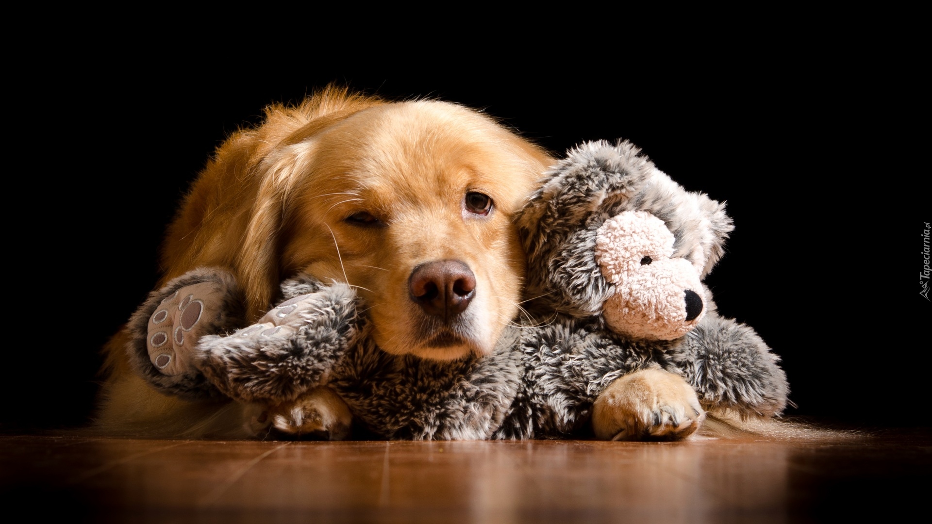 Pies, Golden retriever, Pluszak, Zabawka