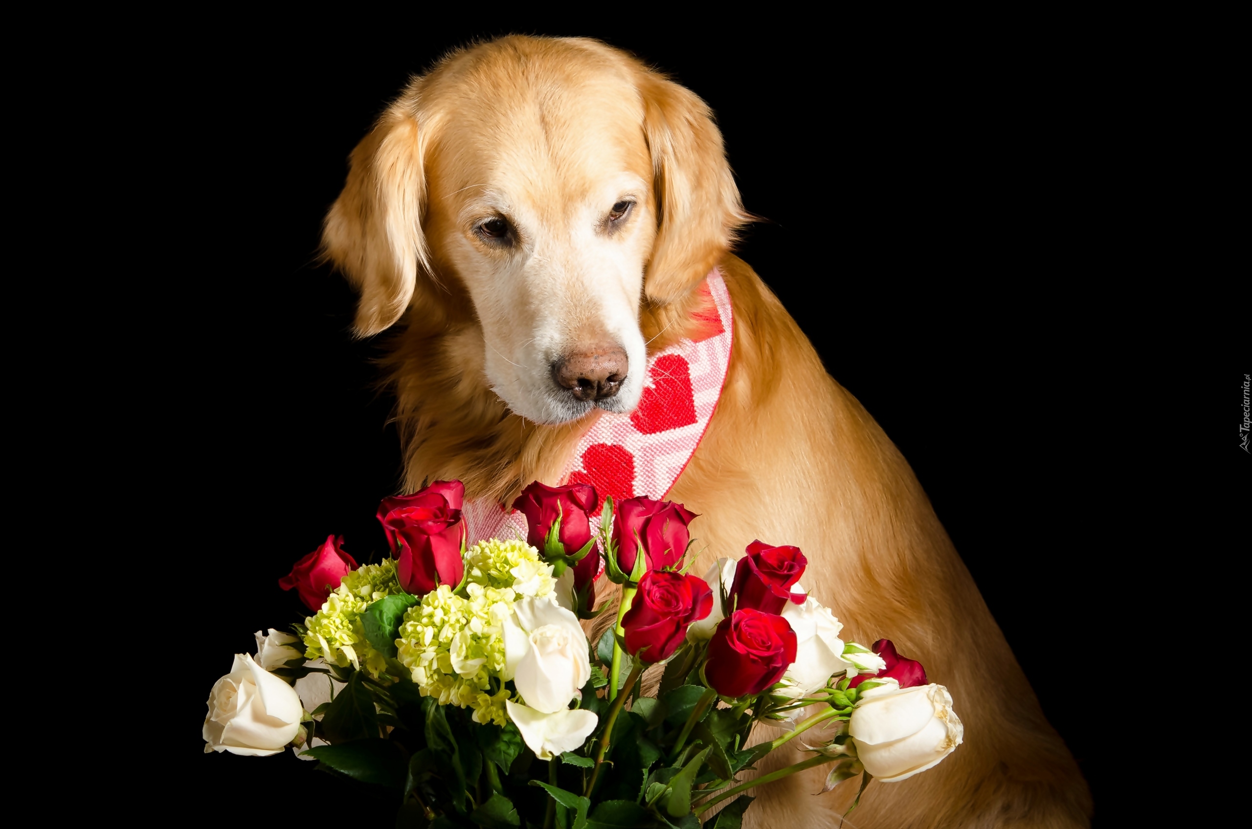 Golden retriever, Róże