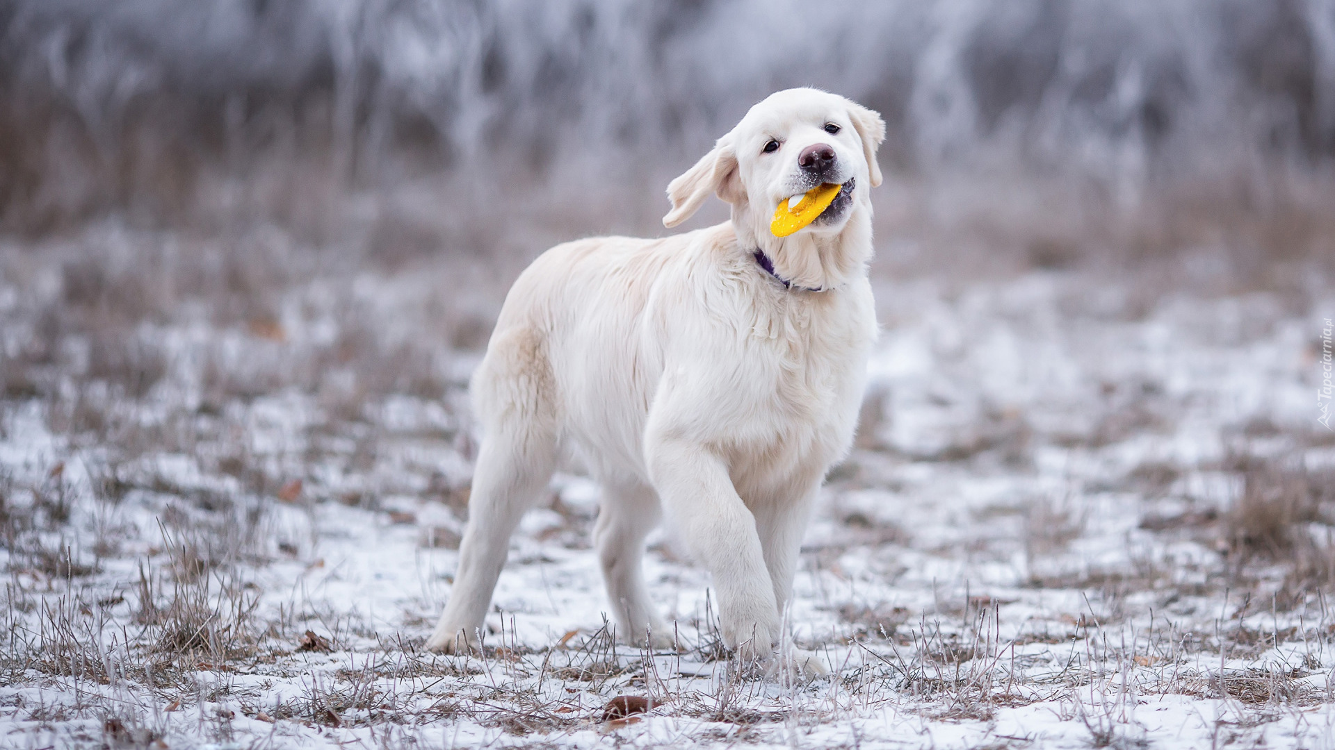 Szczeniak, Golden retriever, Zabawka, Śnieg