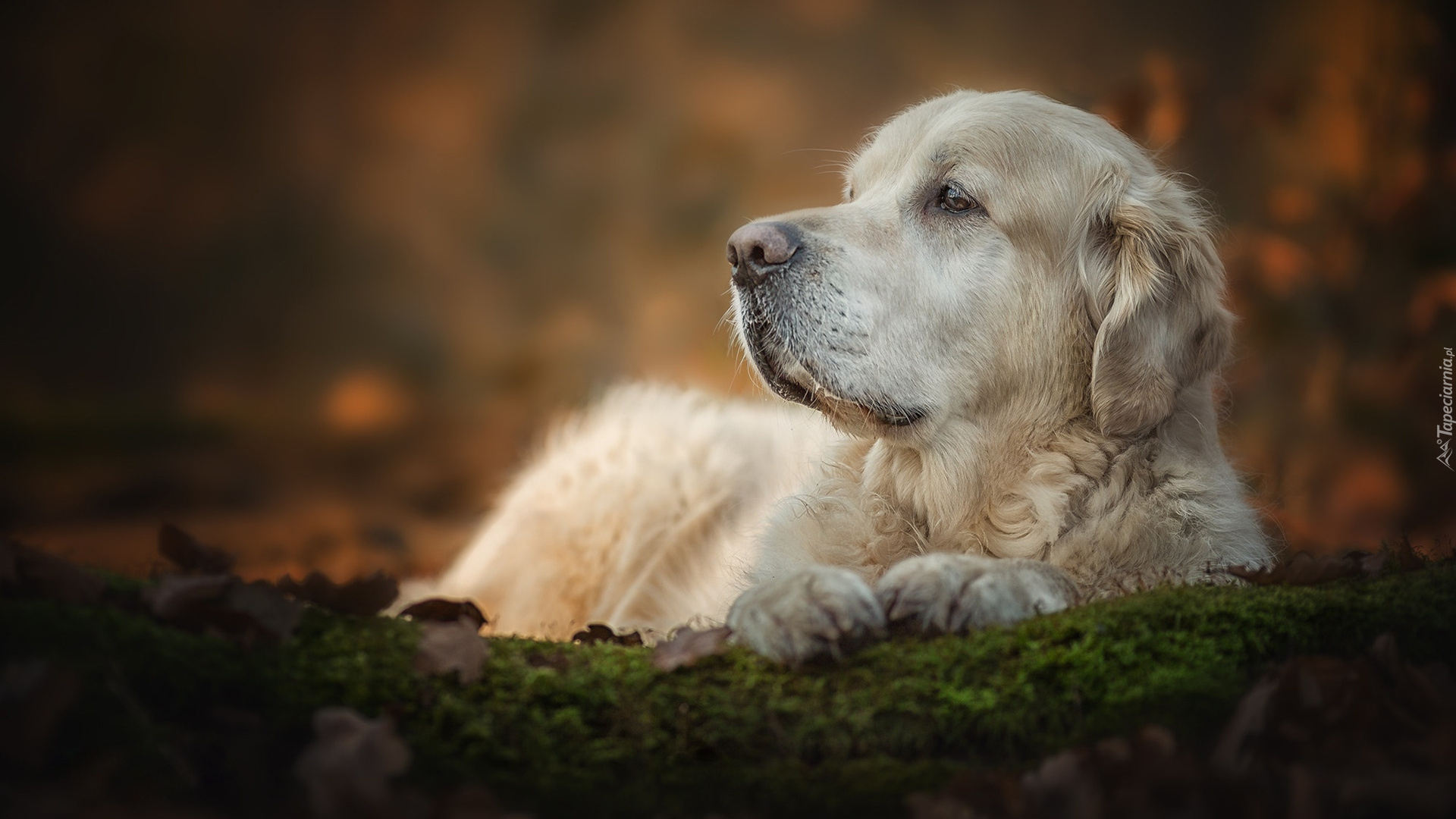 Smutny, Golden retriever