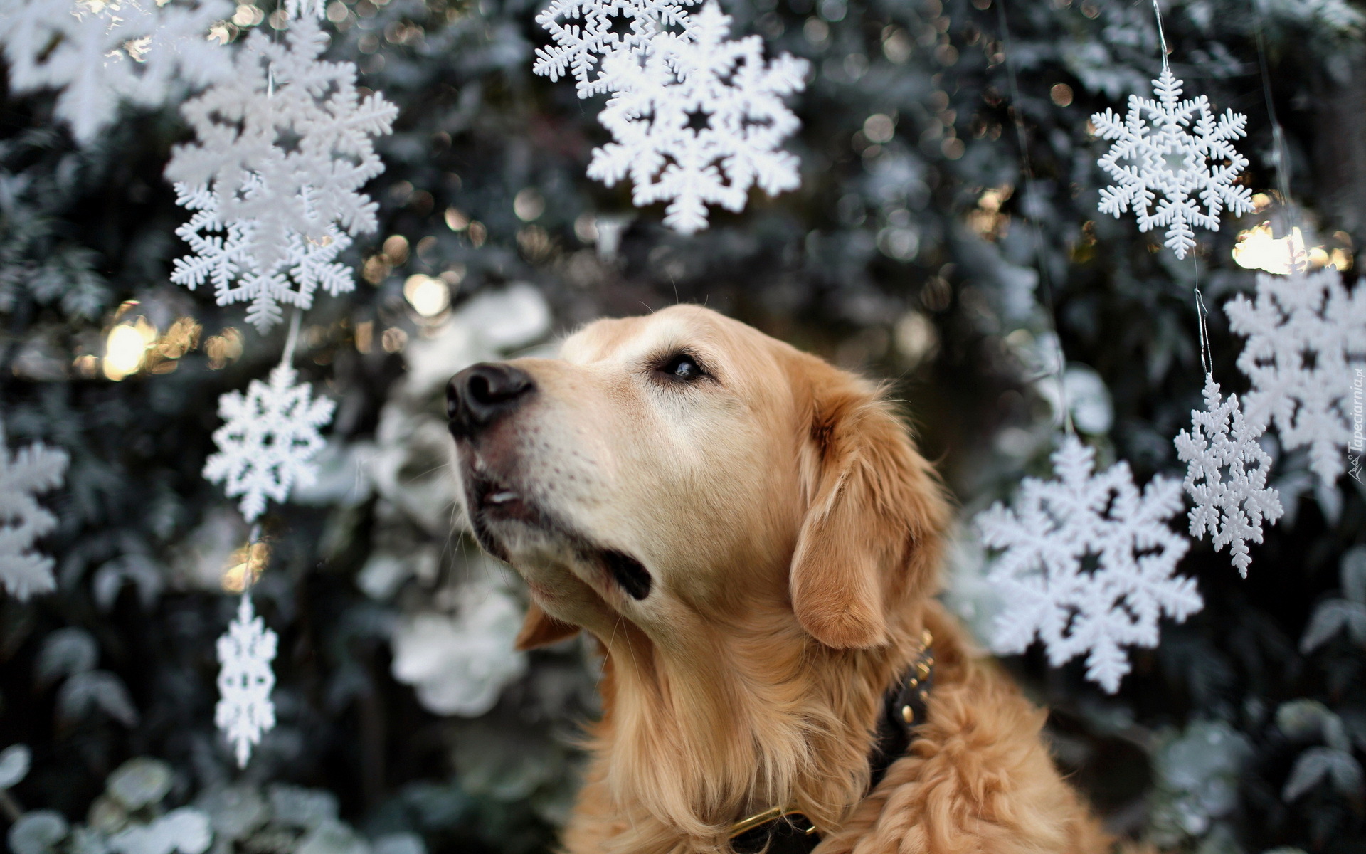 Biszkoptowy, Golden, Retriever, Świąteczne, Gwiazdki, Rozmycie