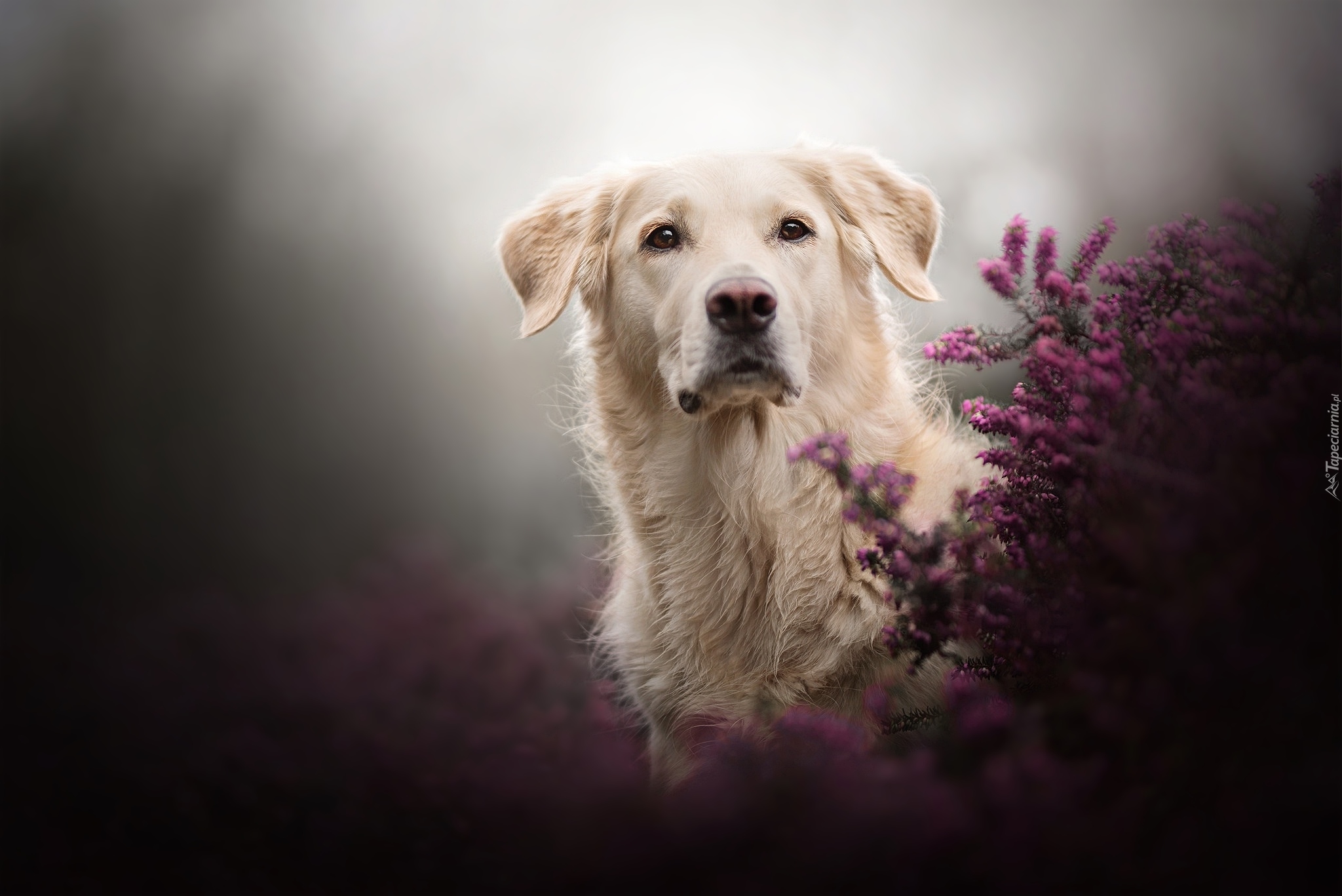 Pies, Golden retriever, Wrzosy