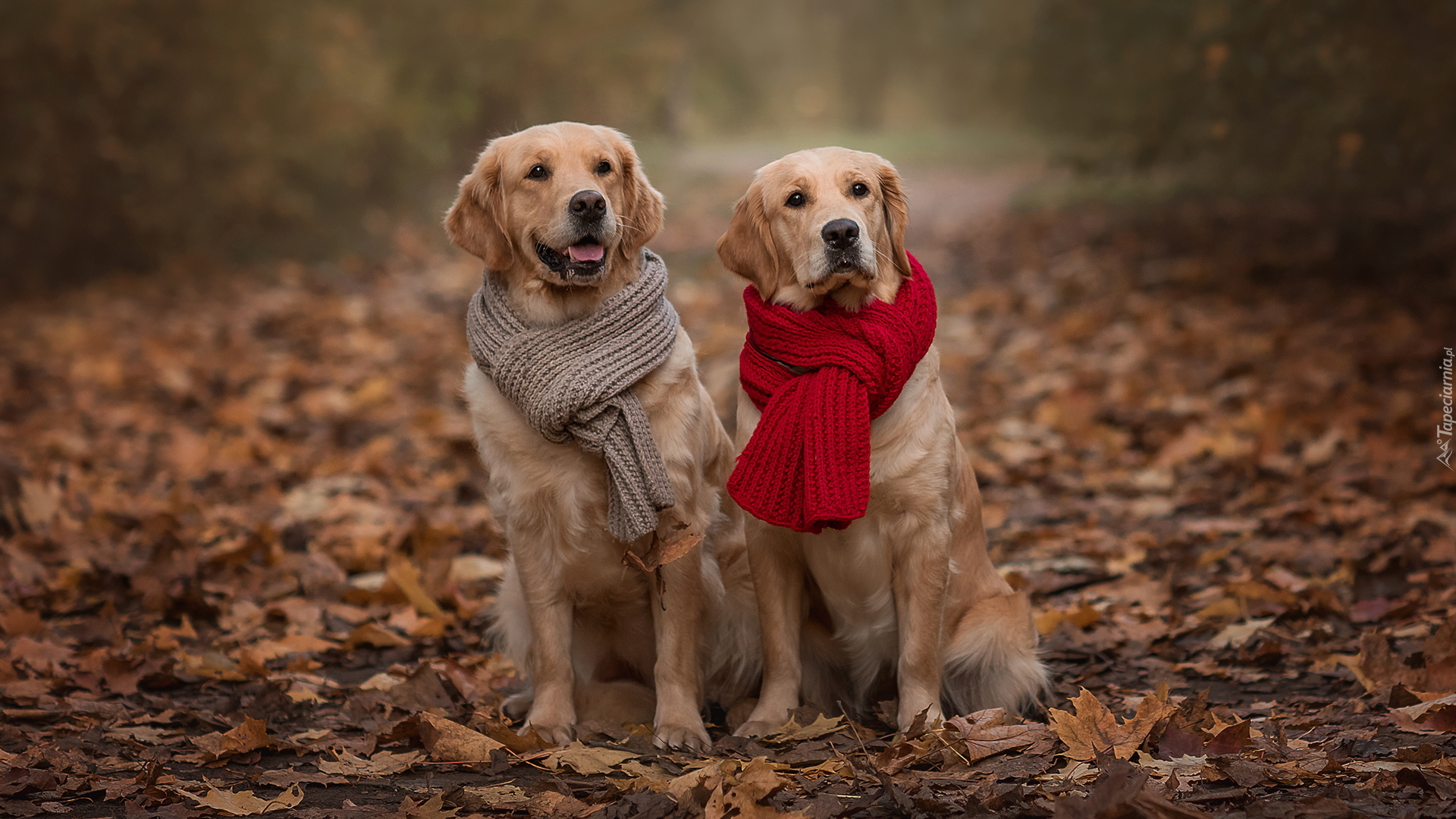 Dwa, Psy, Golden retriever, Szaliki