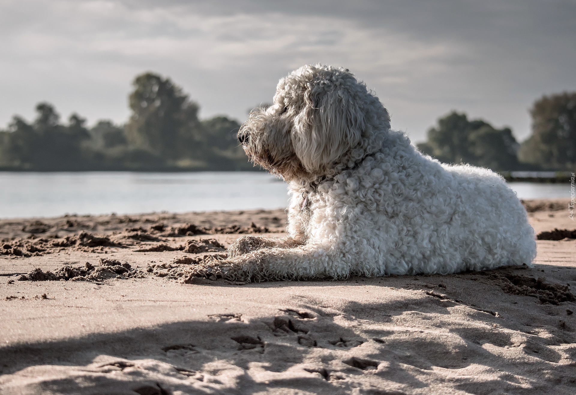 Plaża, Woda, Pies, Goldendoodle