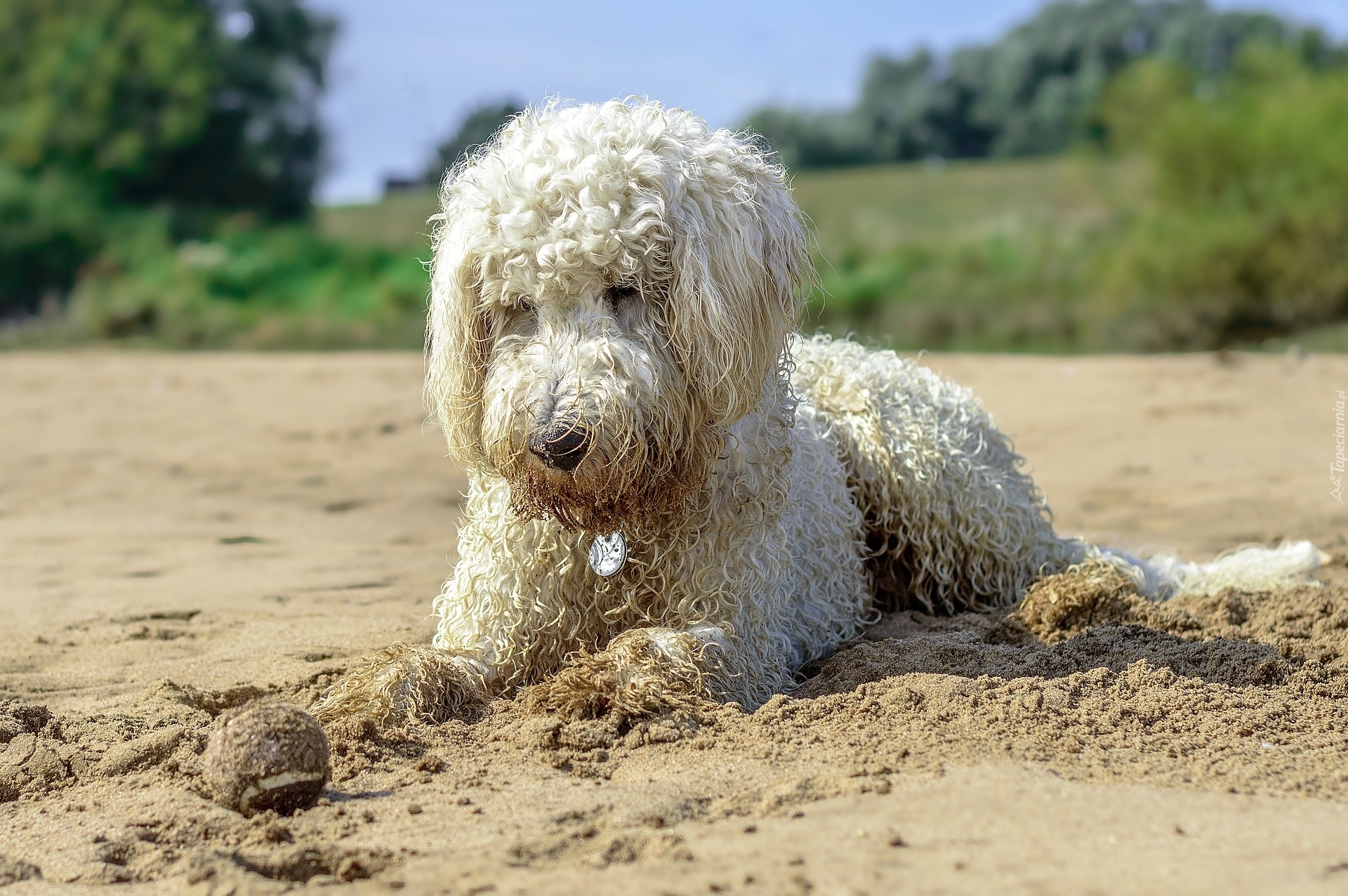 Pies, Goldendoodle, Piłeczka, Plaża, Piasek