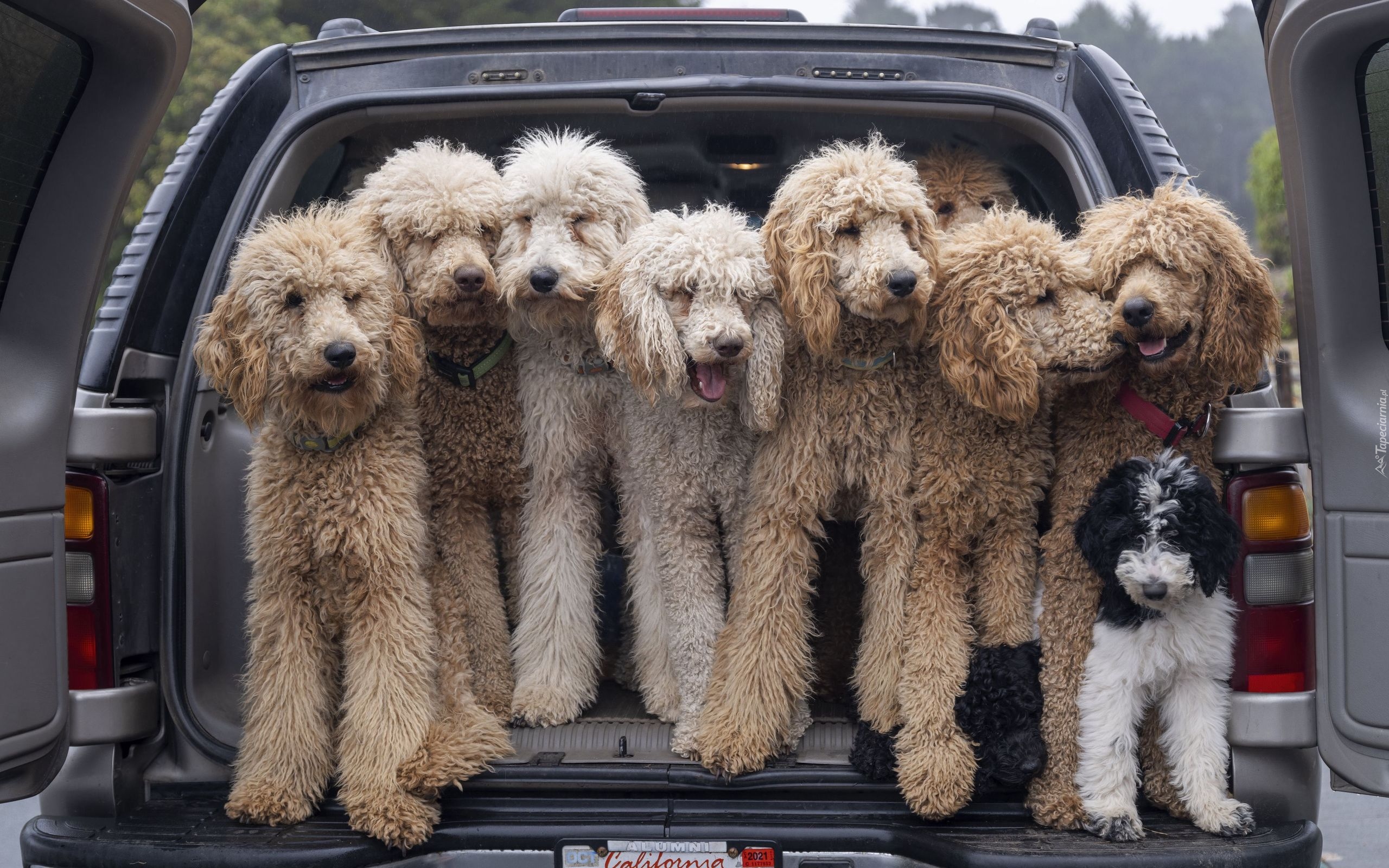 Psy, Goldendoodle